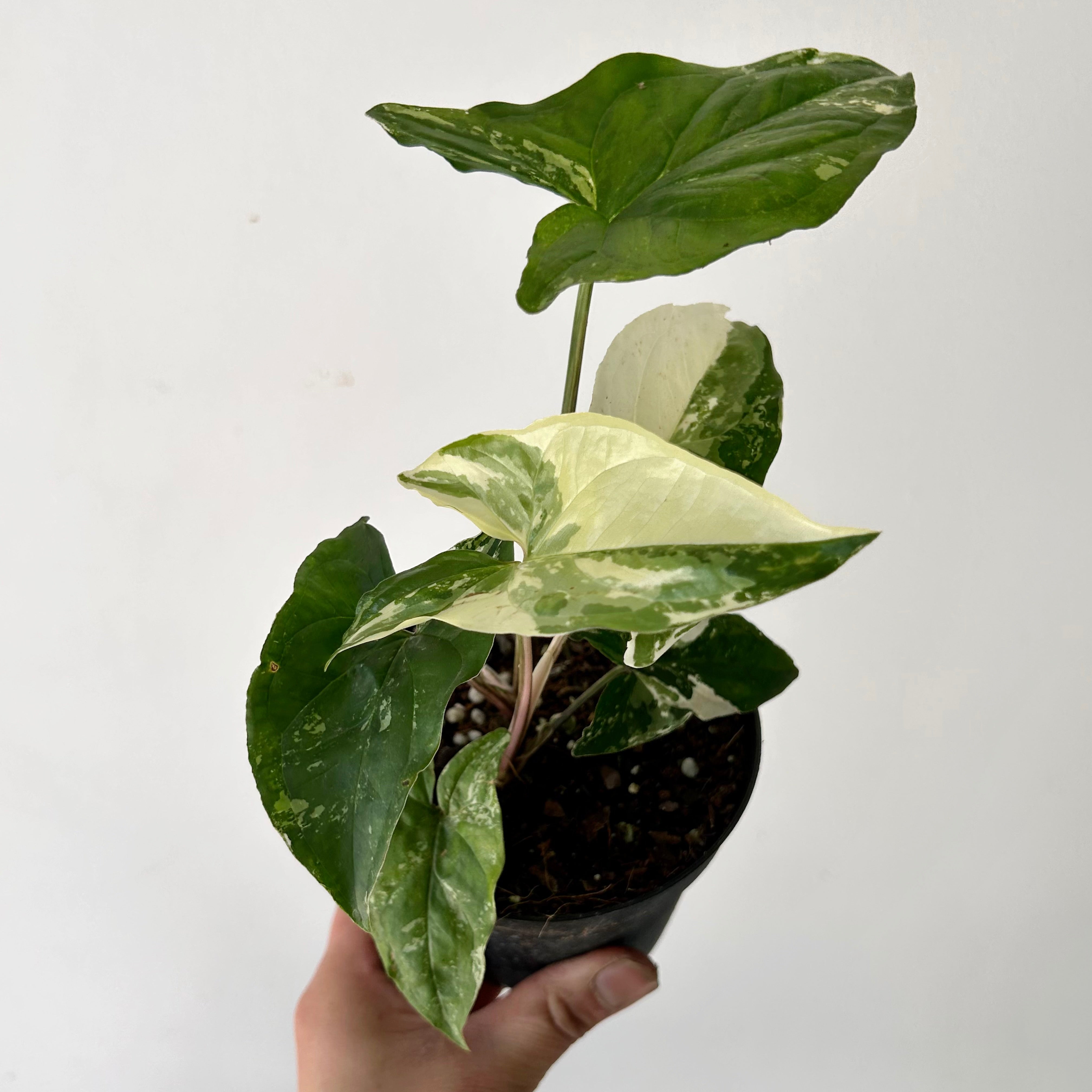 Syngonium Podophyllum Albo Variegated 4” pot