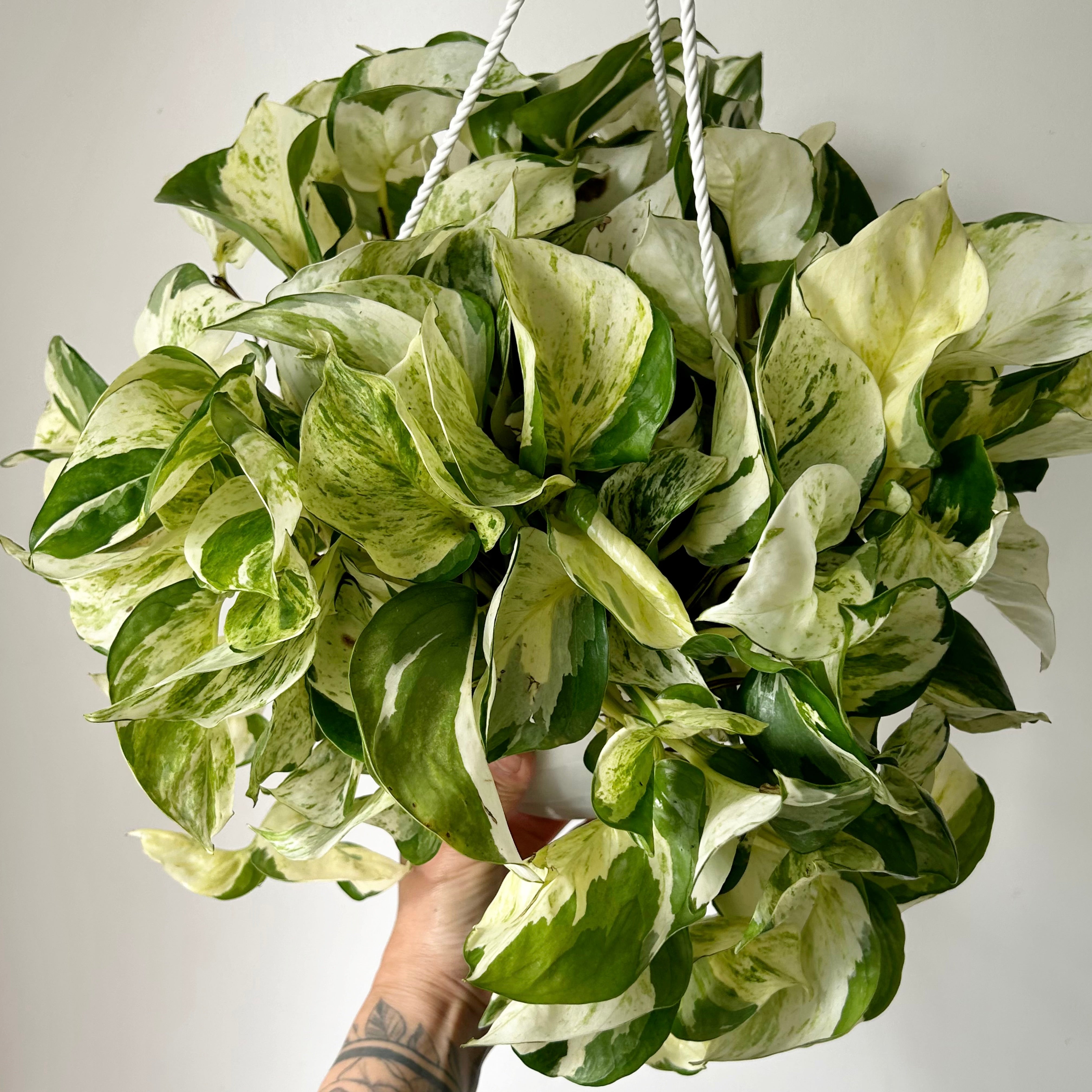 Manjula Pothos 8” hanging basket