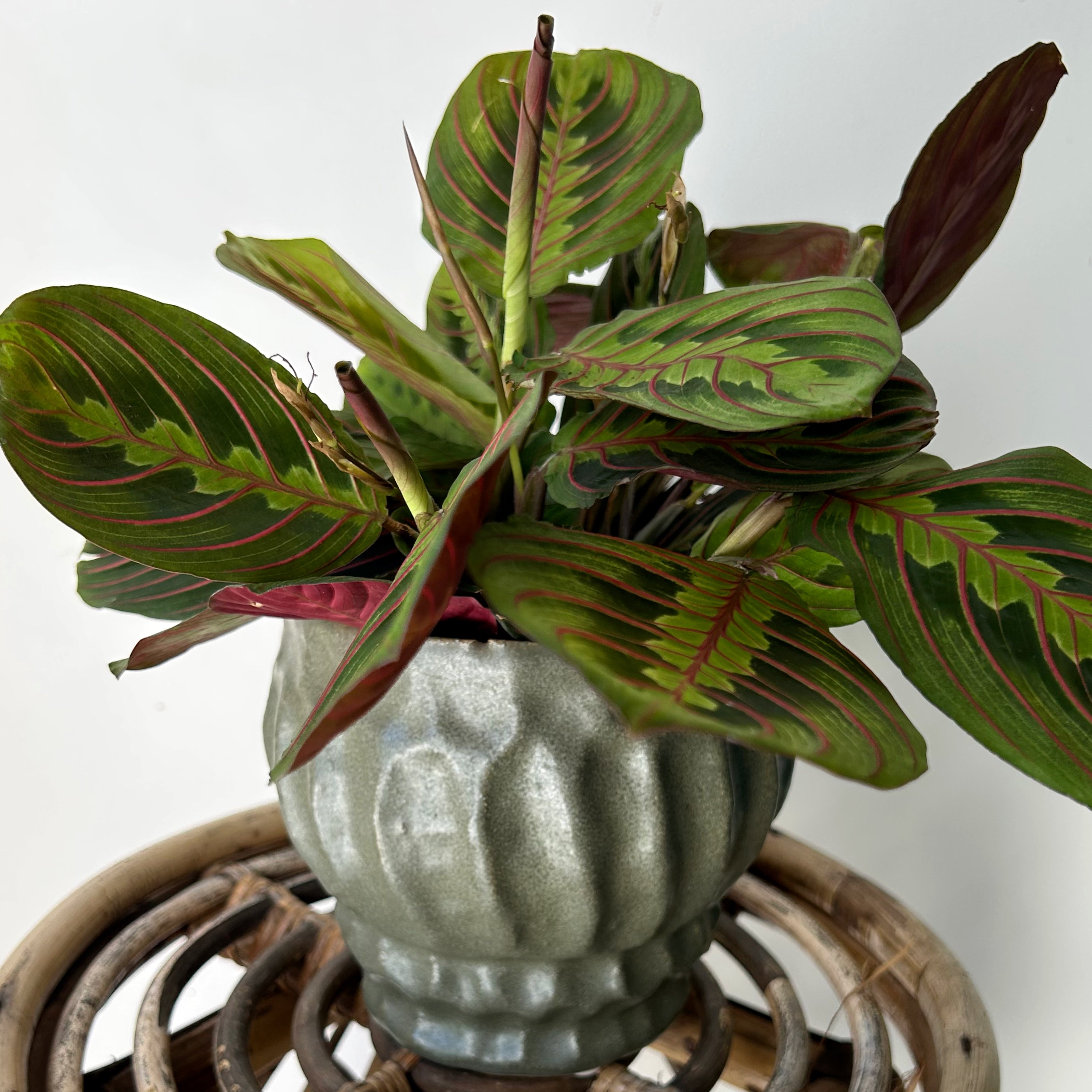 IRIS Raised Decorative Pot (available in two sizes) Dark Green