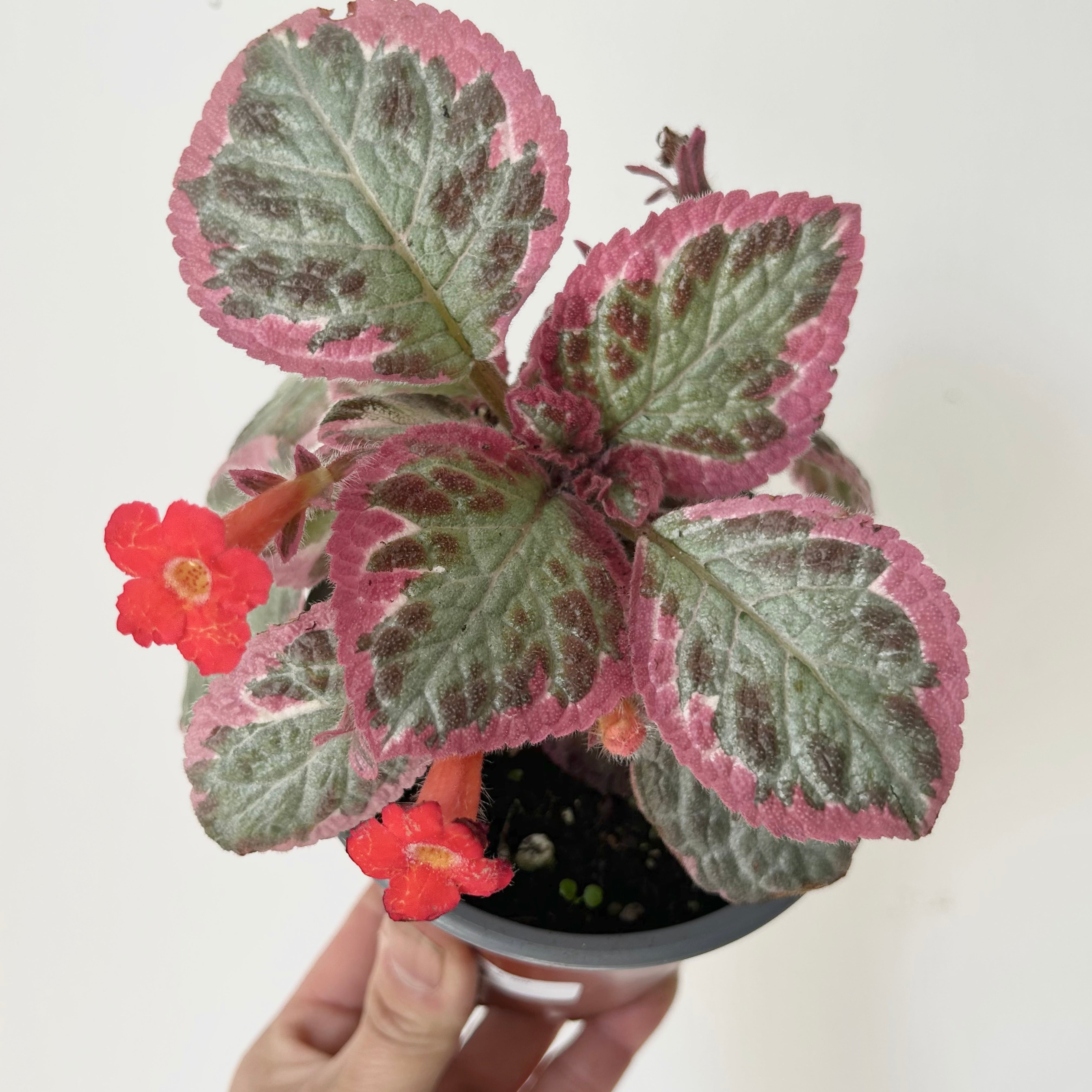 Episcia “Pink Brocade” 4” pot
