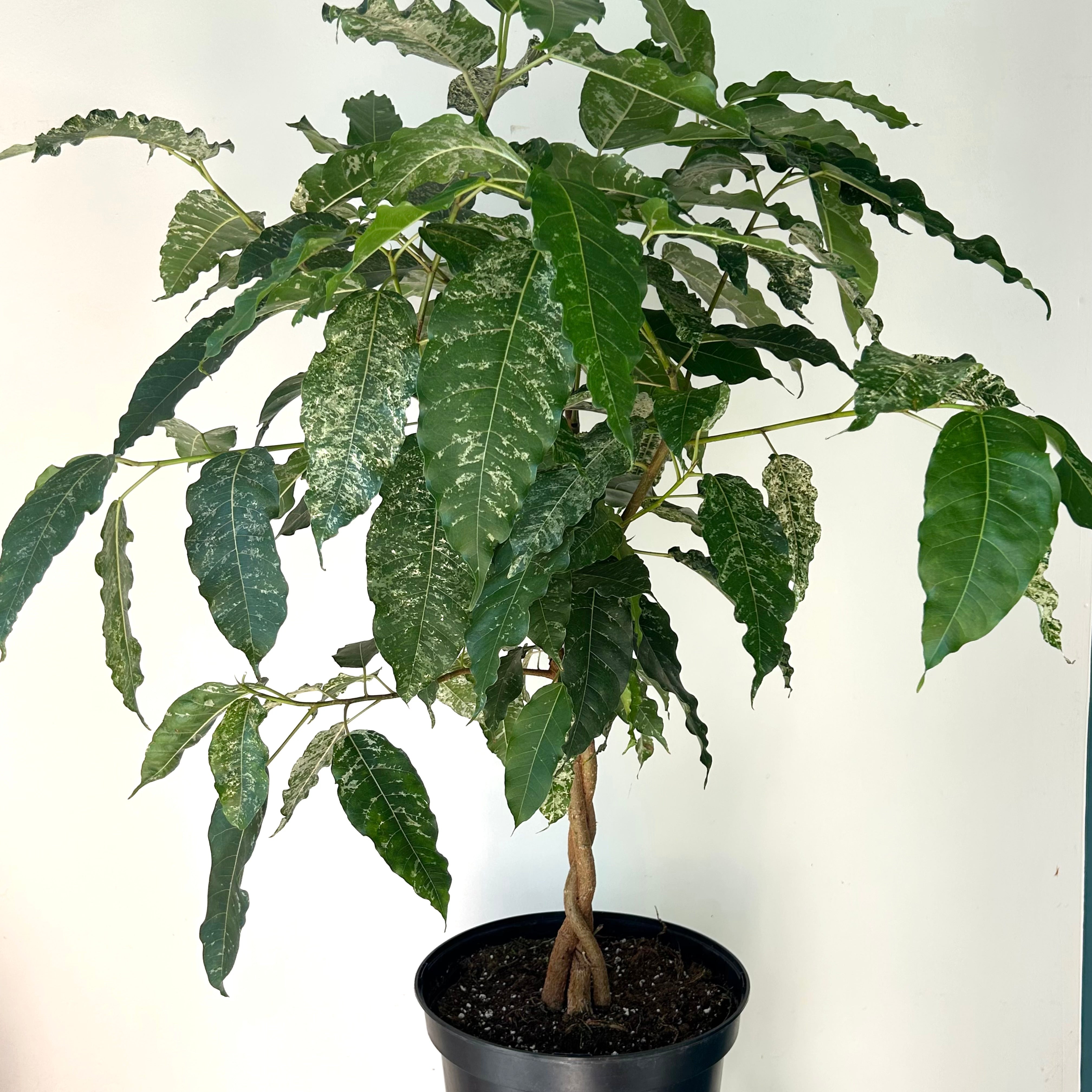 Variegated Clown Fig (Ficus aspera) braided approximately 3ft tall 10”pot
