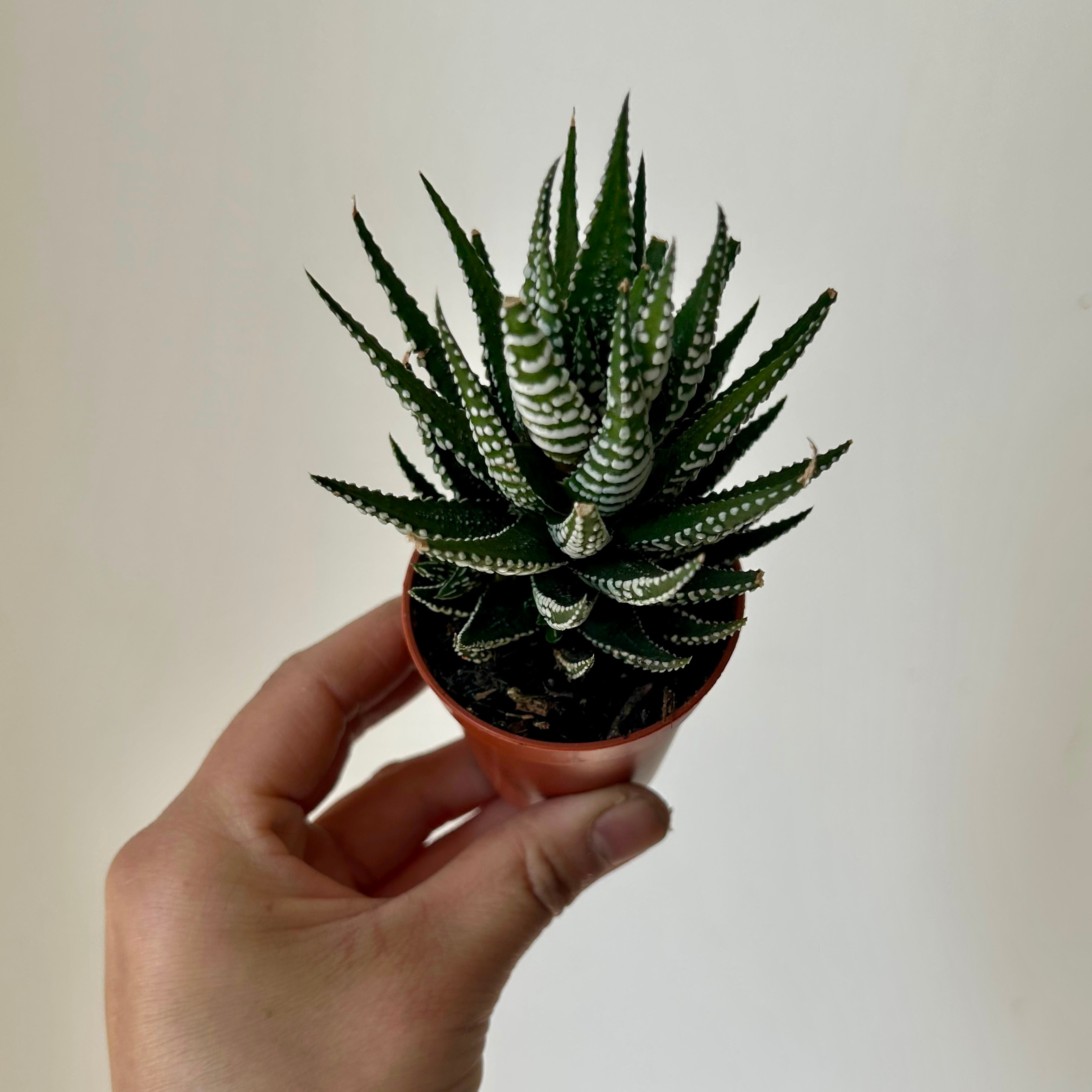 Haworthia “Zebra” (Haworthiopsis fasciata) 2.5” pot