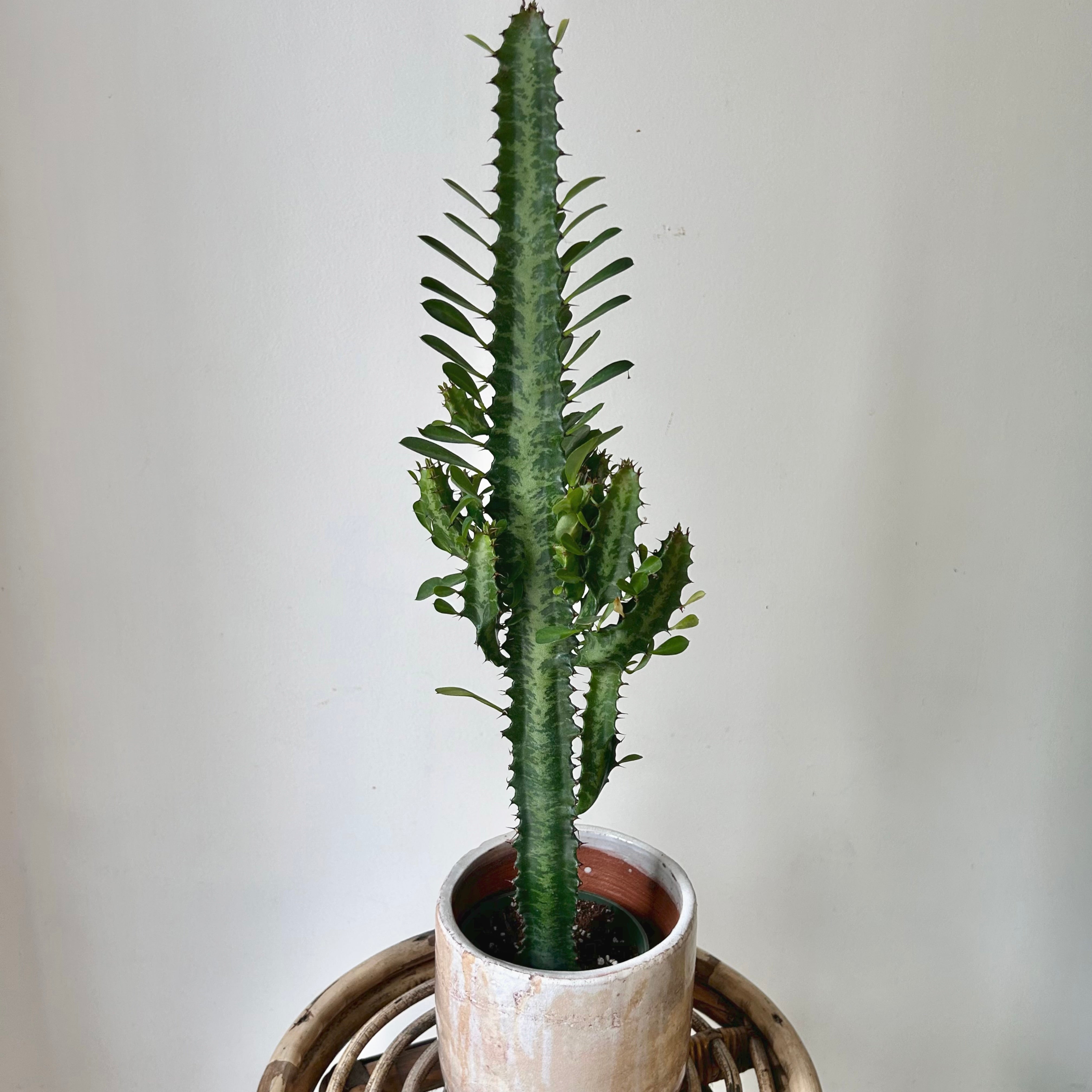 Euphorbia Trigona approximately  20 inches tall in 4” pot