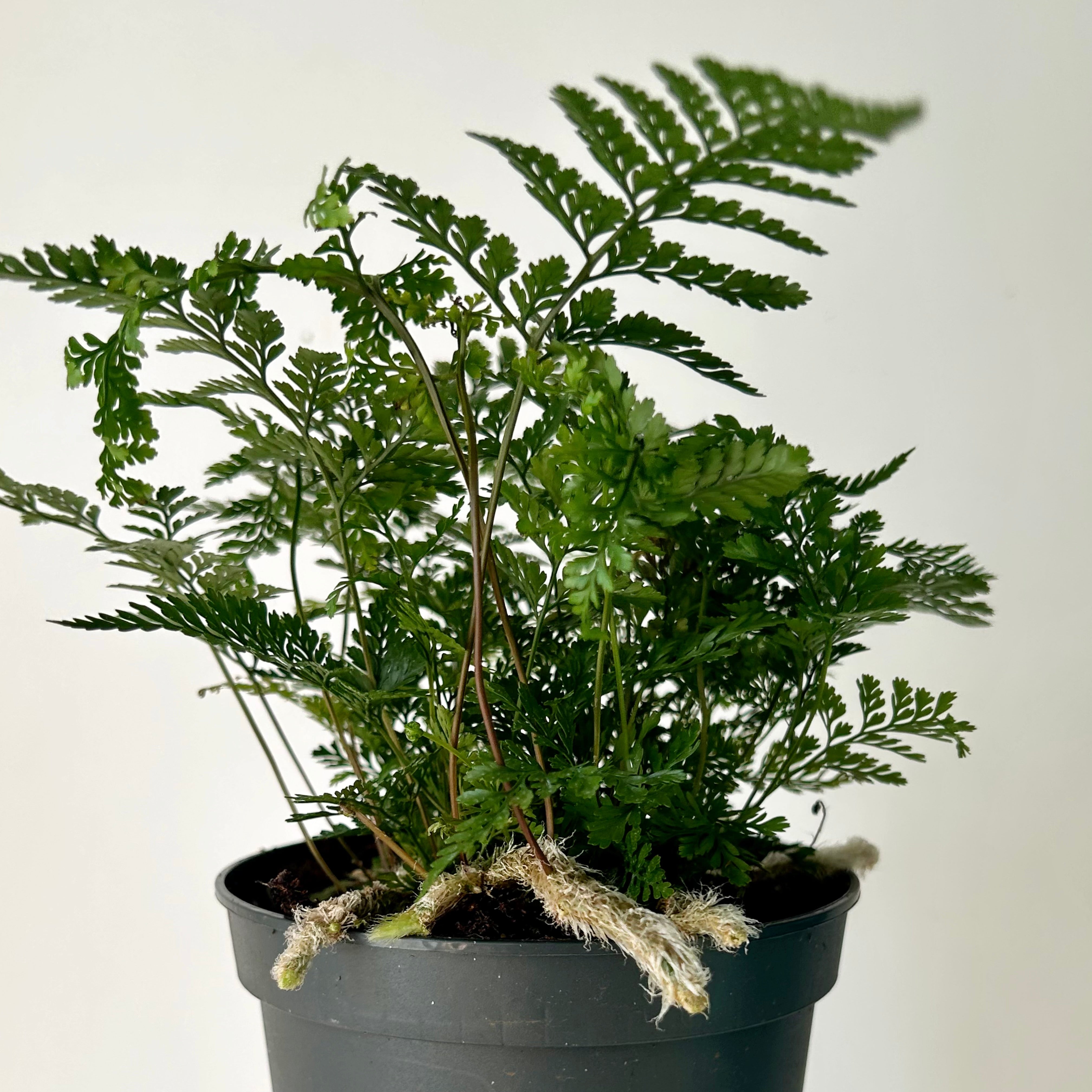 Rabbit Foot Fern (Davallia fejeensis) 5" pot