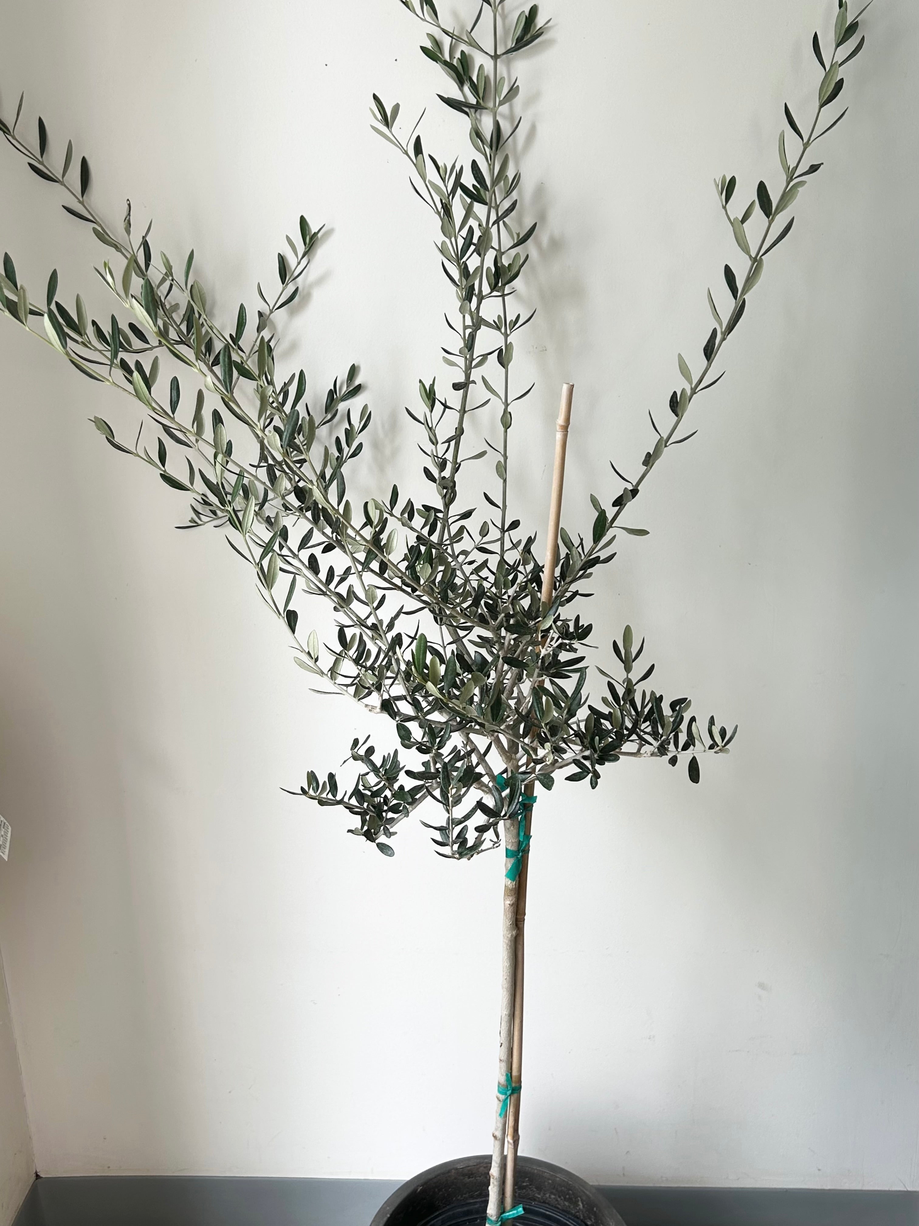 Olive Tree approximately 5 ft tall in 10”pot