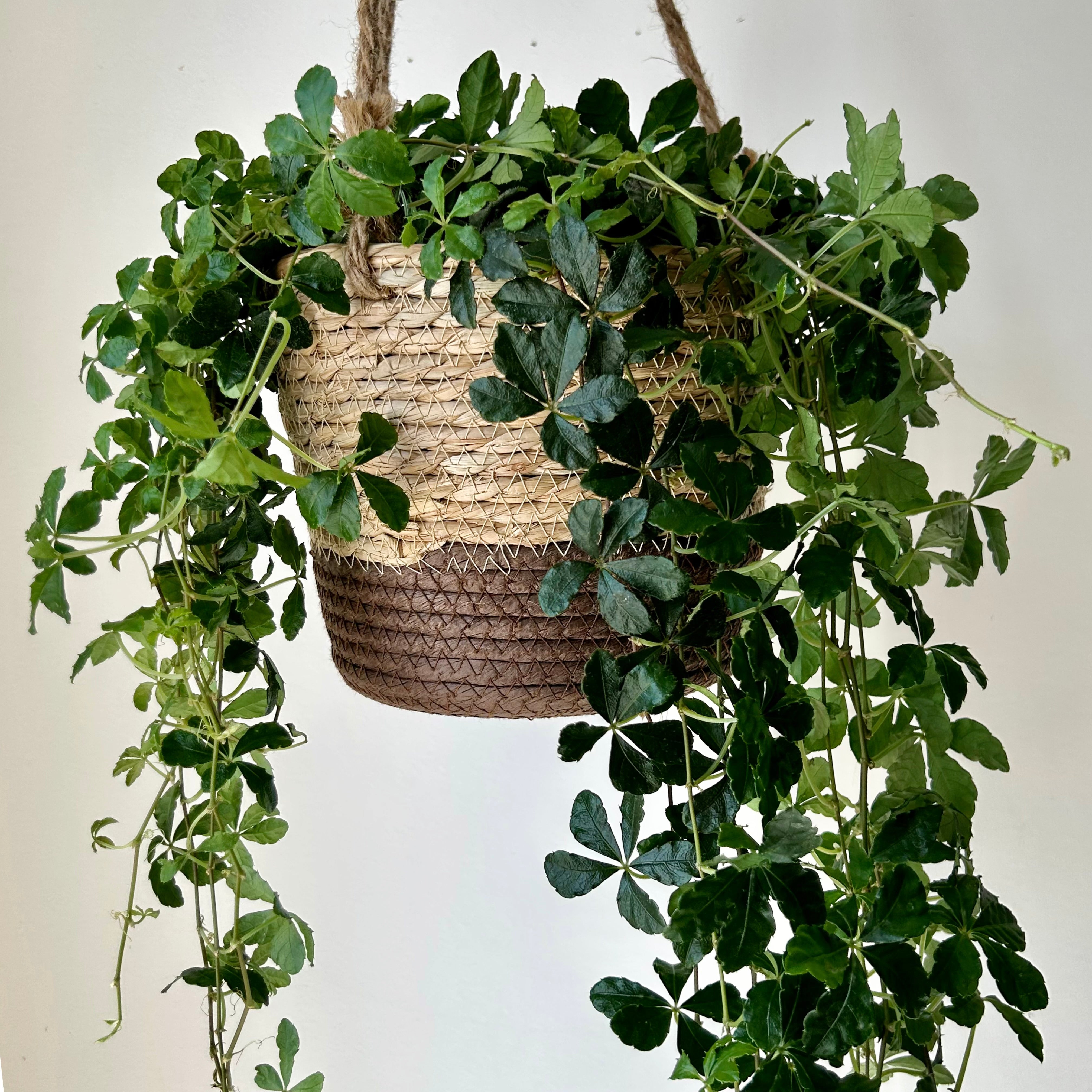 MERRICK Decorative Hanging Plant Basket (7.5”X6”)