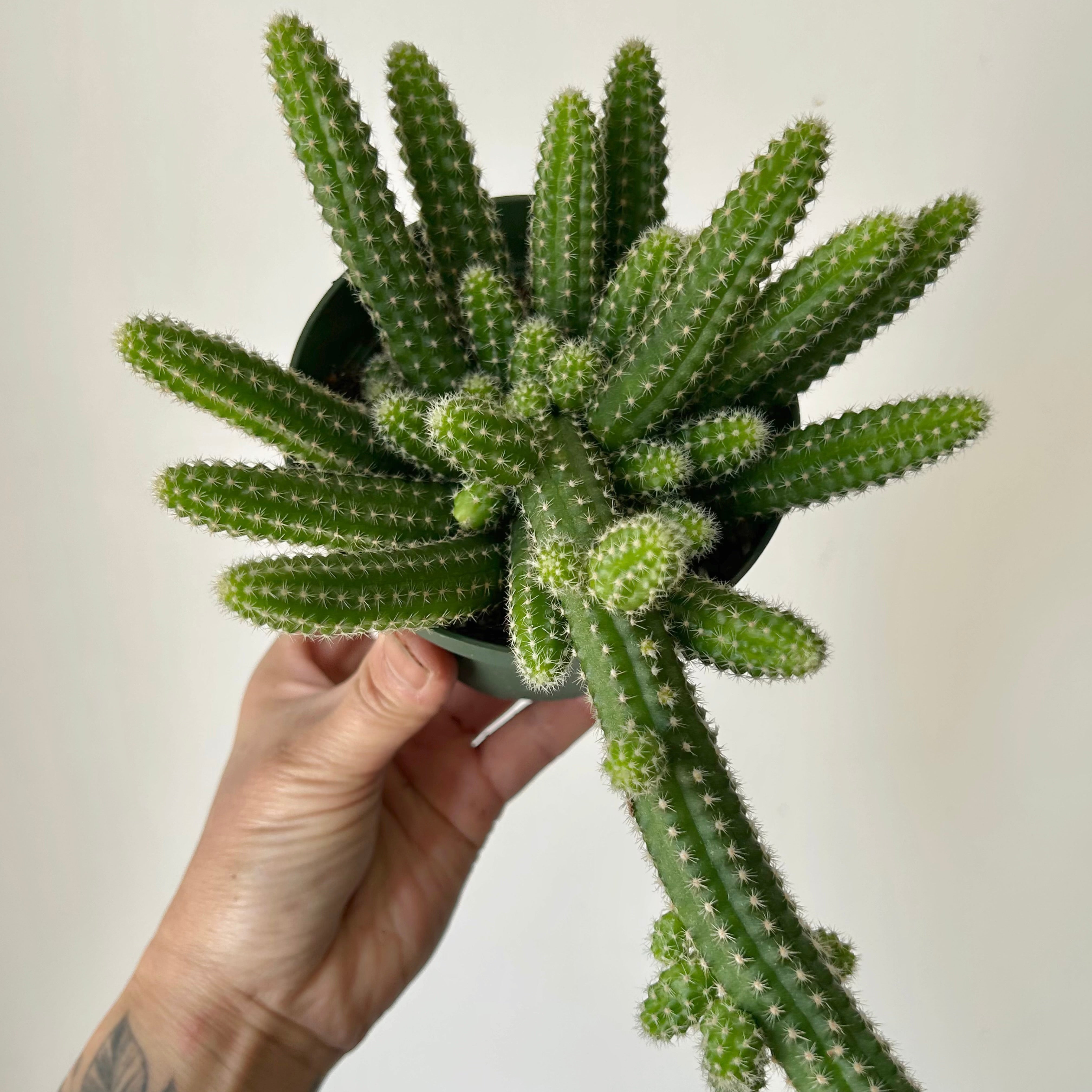 Peanut cactus (Echinopsis chamaecereus) 4” pot