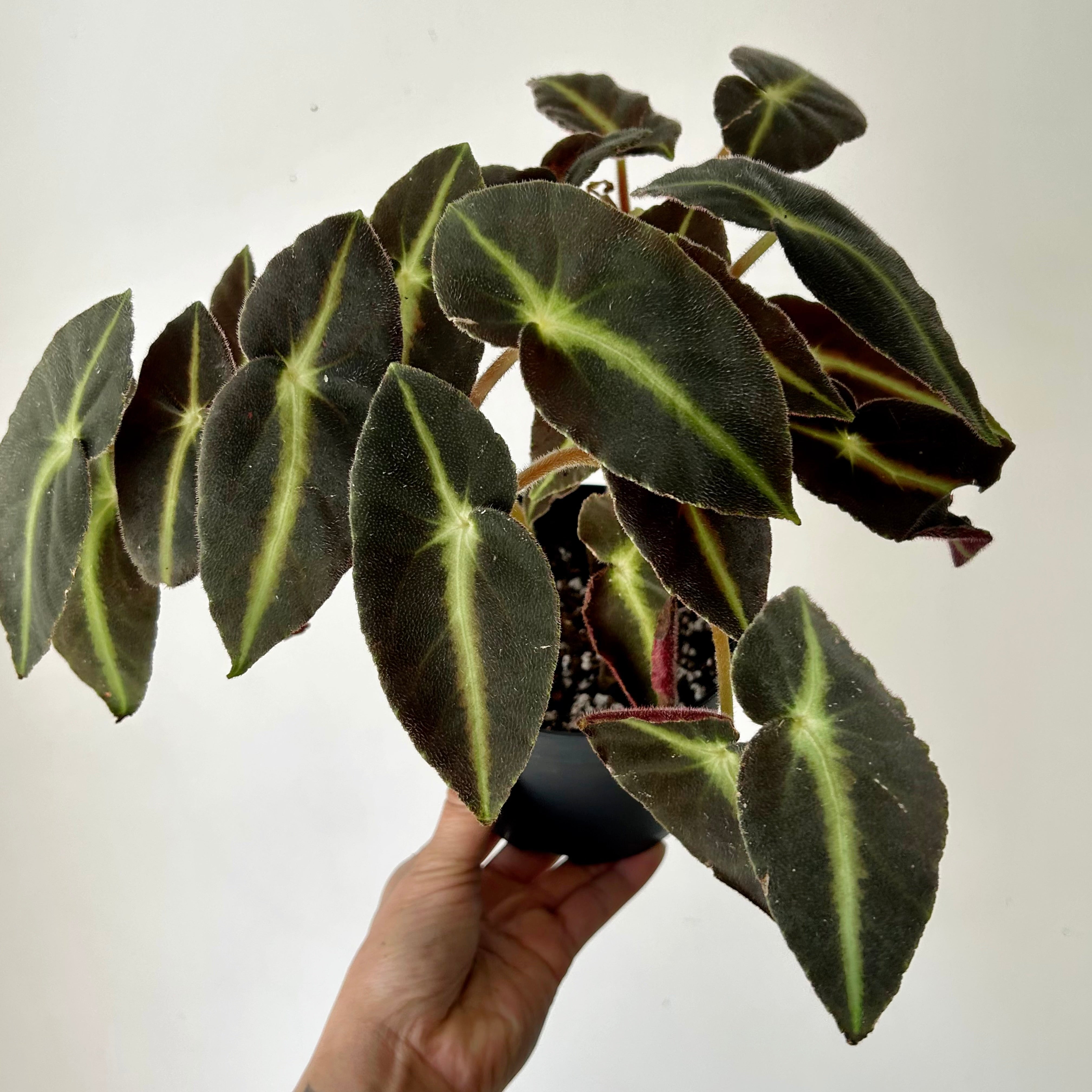 Begonia listada 5”pot
