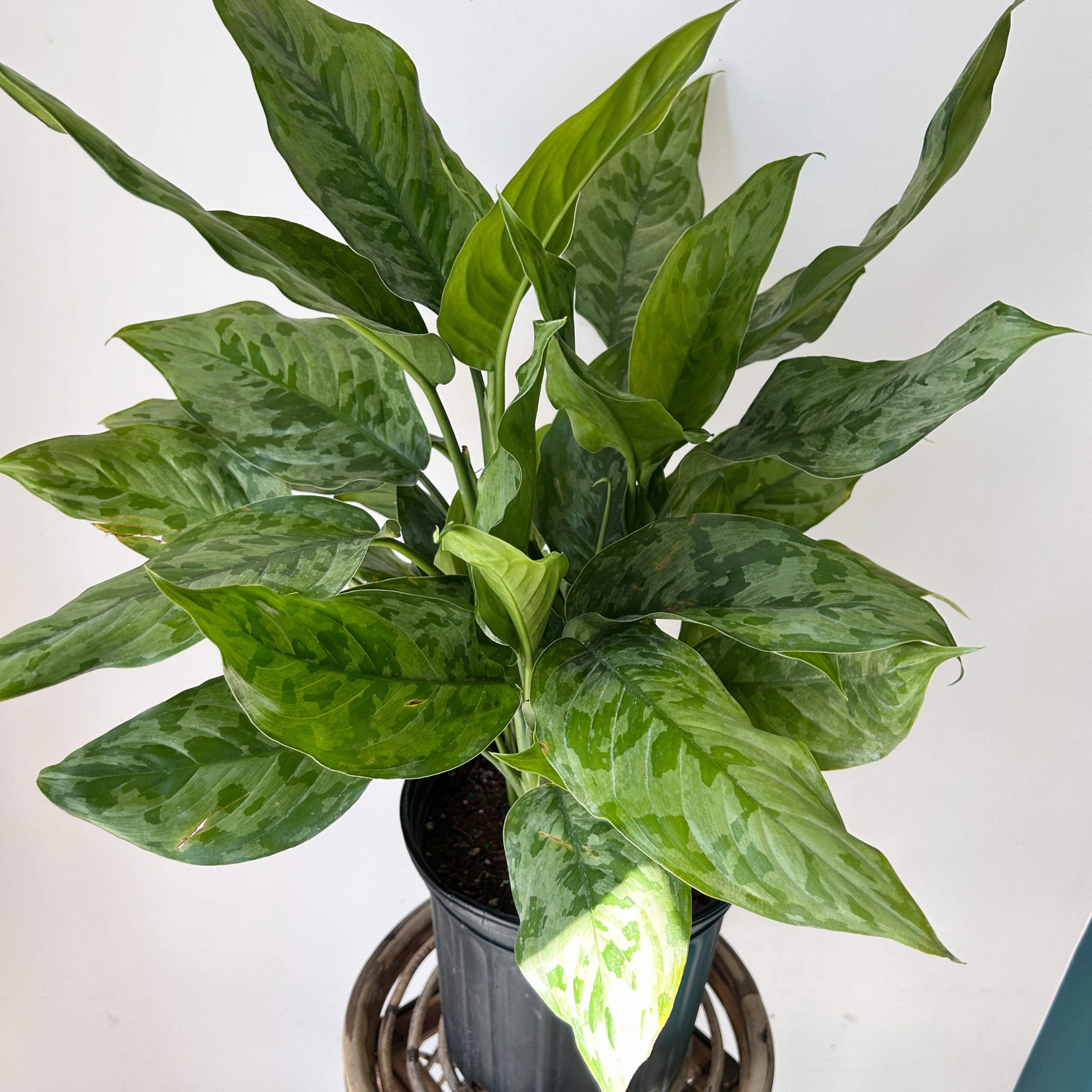 Aglaonema “Army” 8” pot