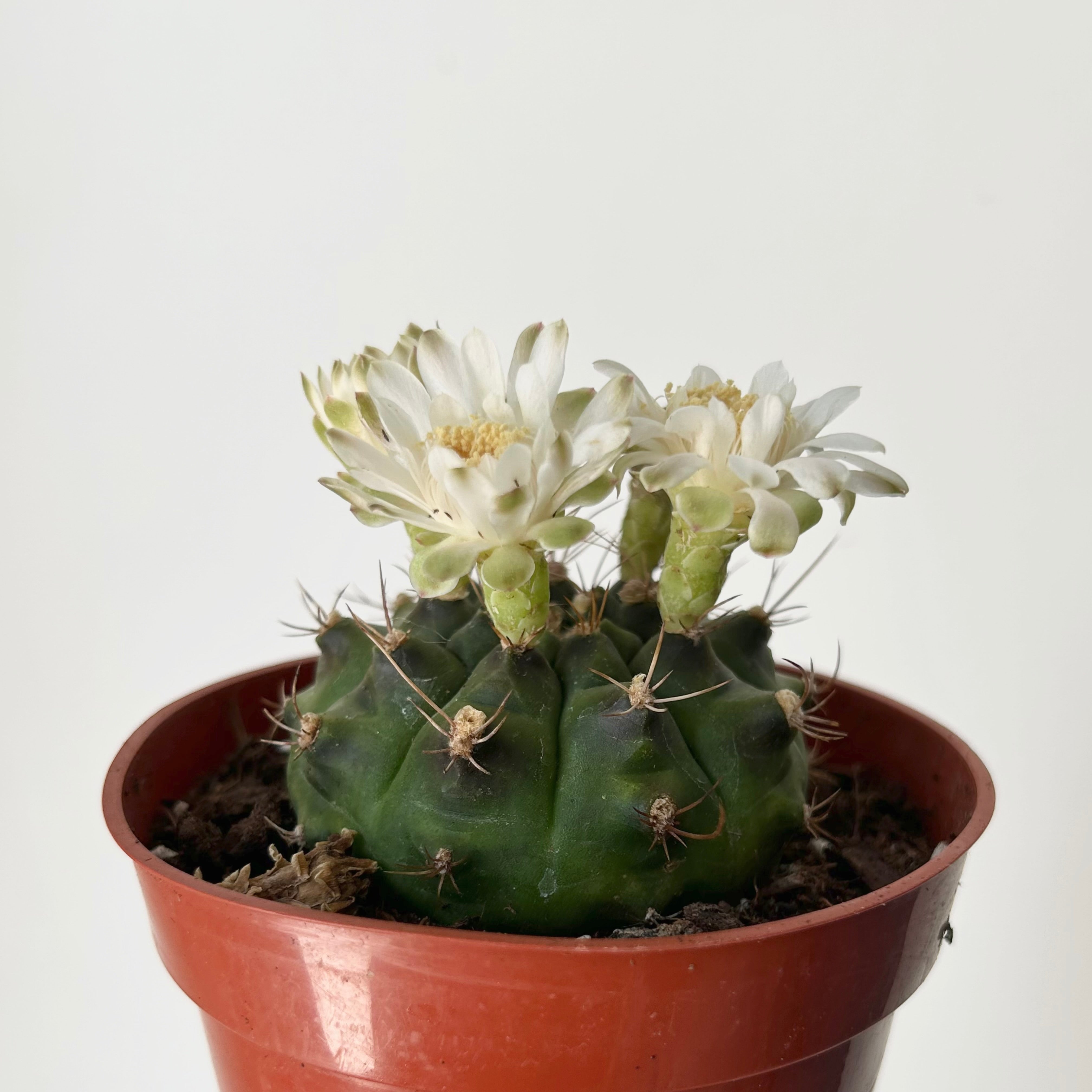Gymnocalycium mihanovichii 4" pot