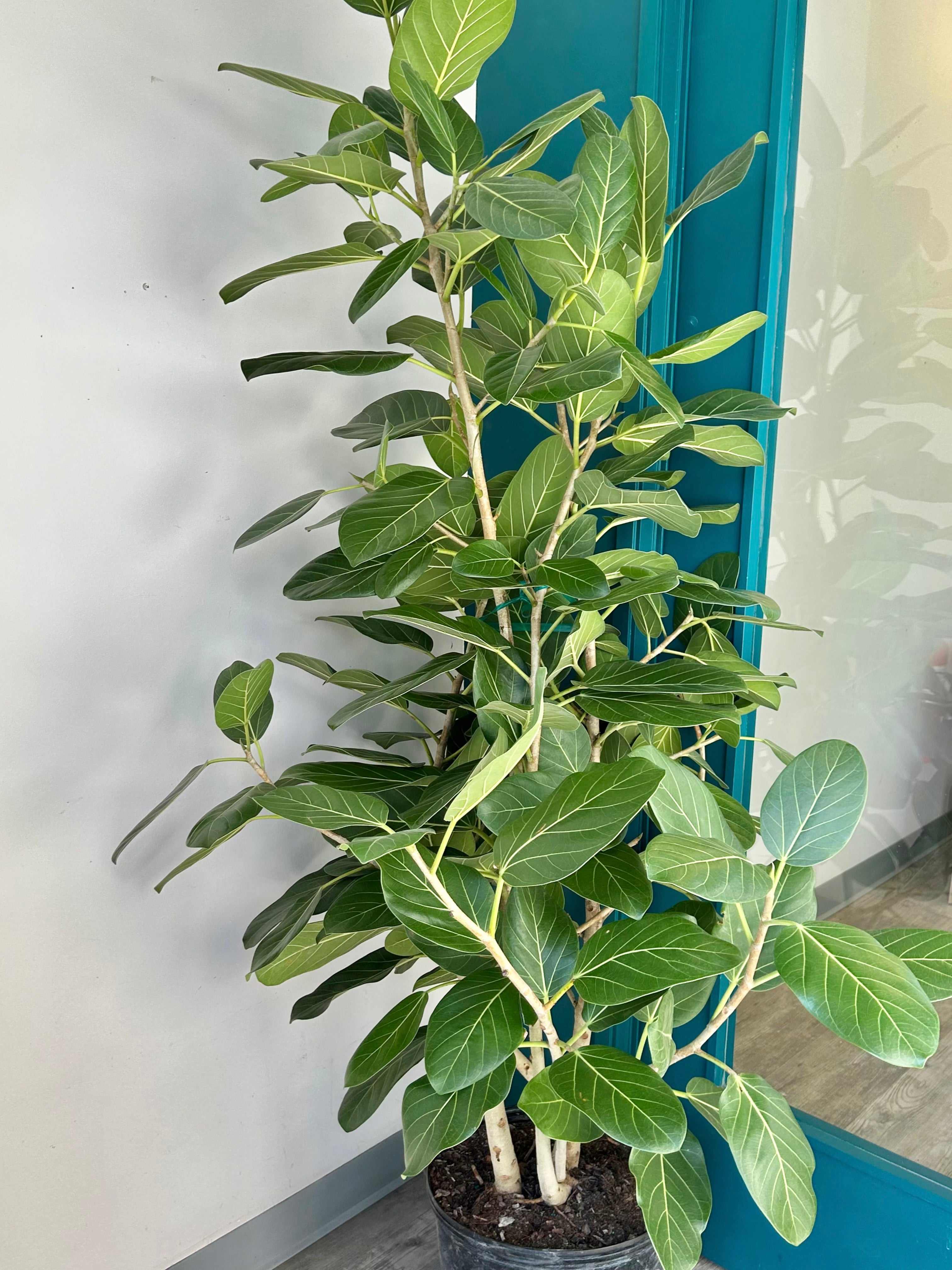 Ficus benghalensis “Audrey” Bush ( approximately 6ft tall) 14" pot