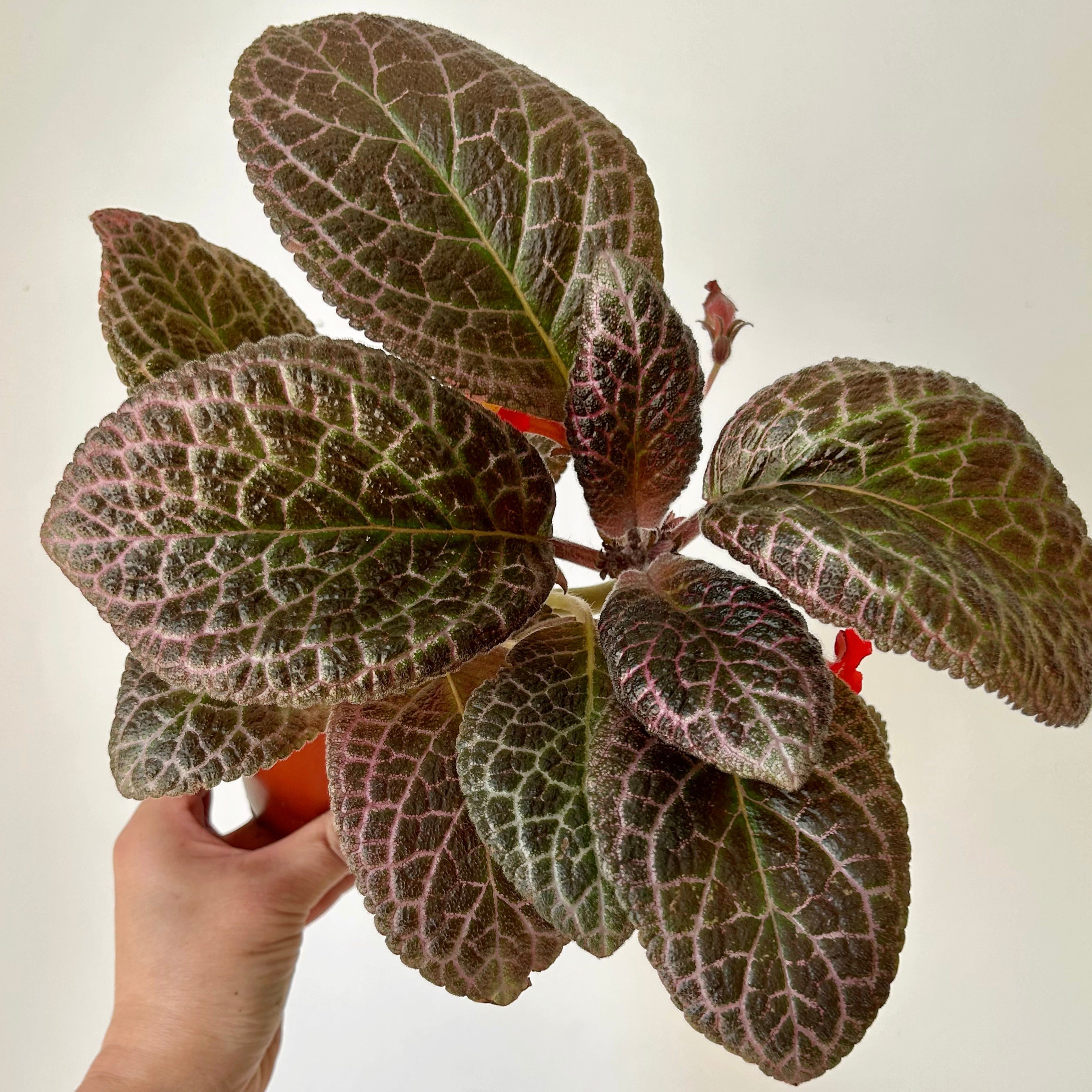 Episcia “Country Kitten” 4”pot