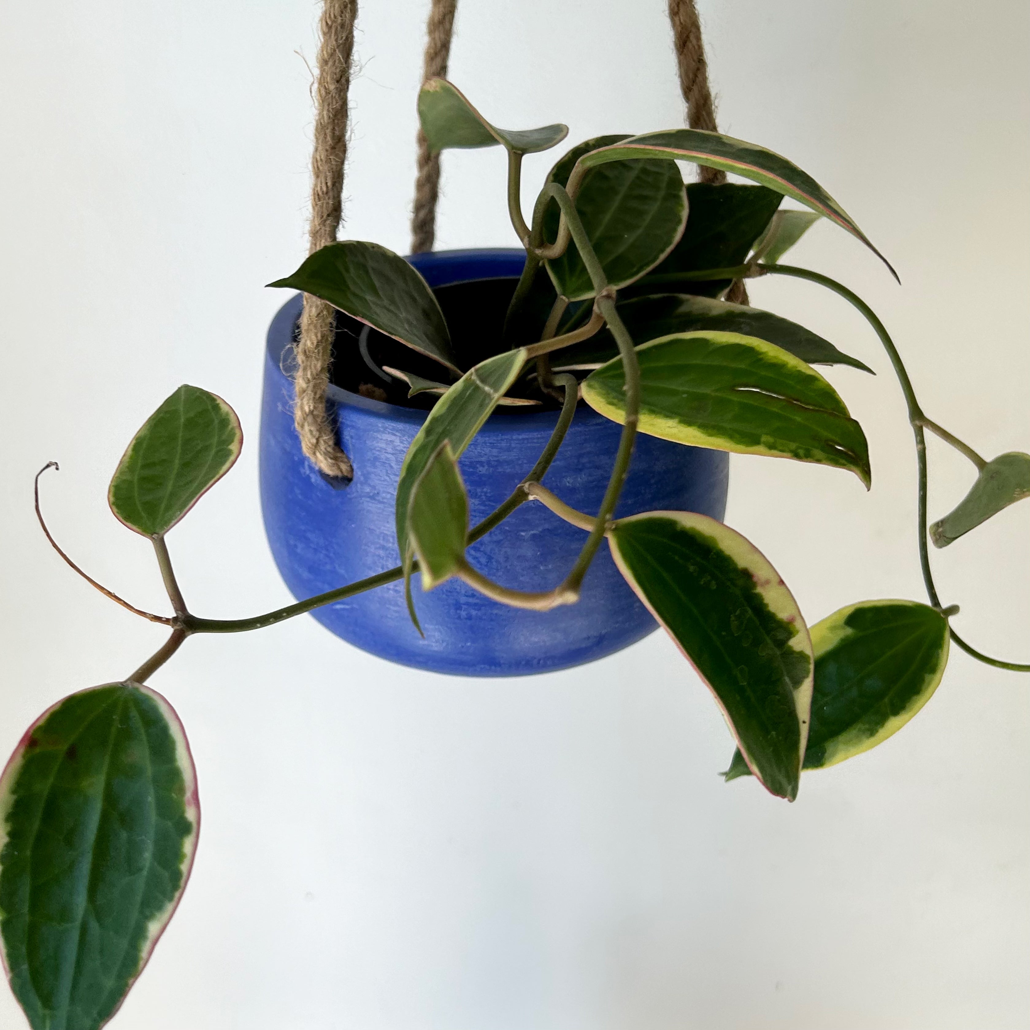 Hoya Latifolia (former H.macrophylla ) 4” pot