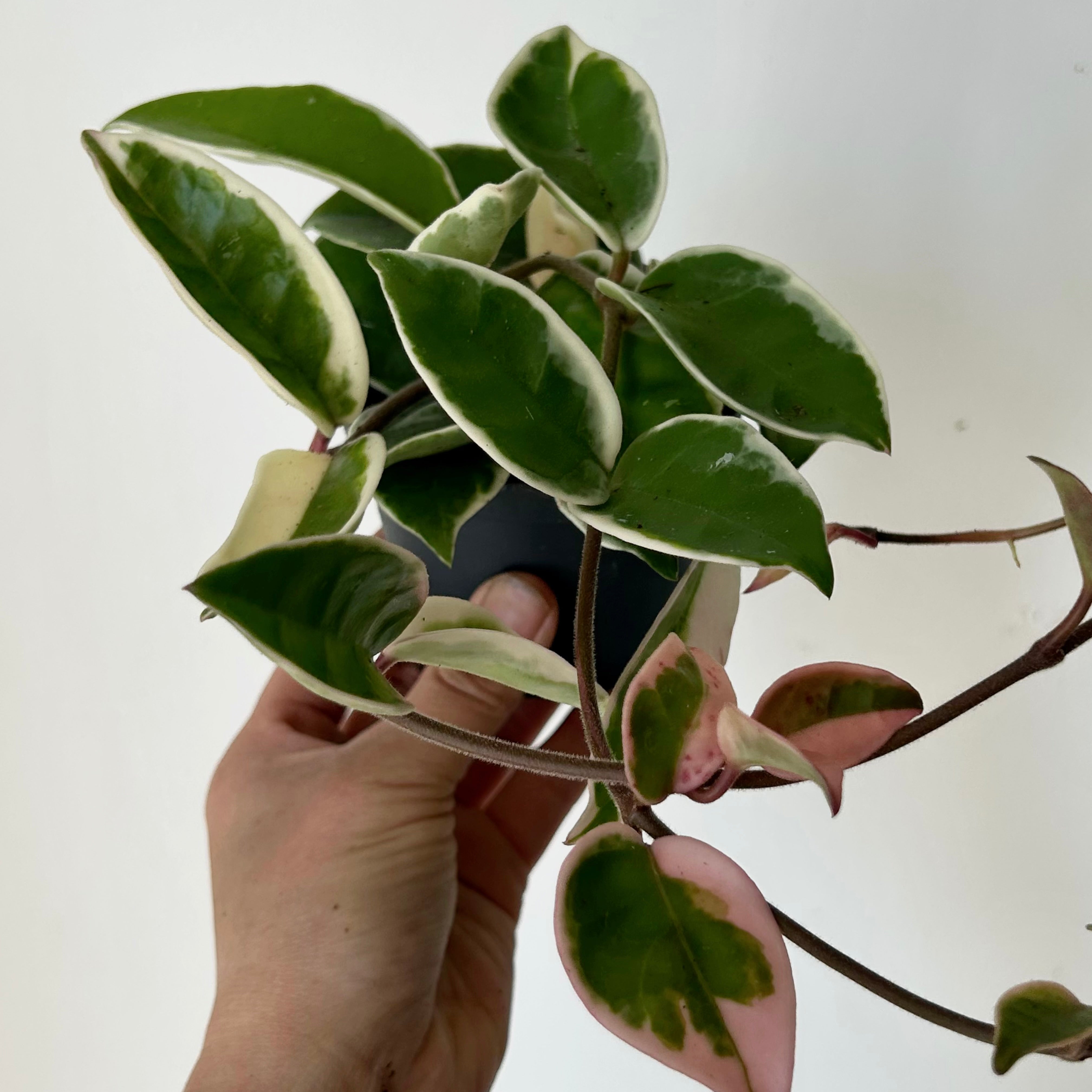 Hoya carnosa "Krimson Queen” 3.5”pot
