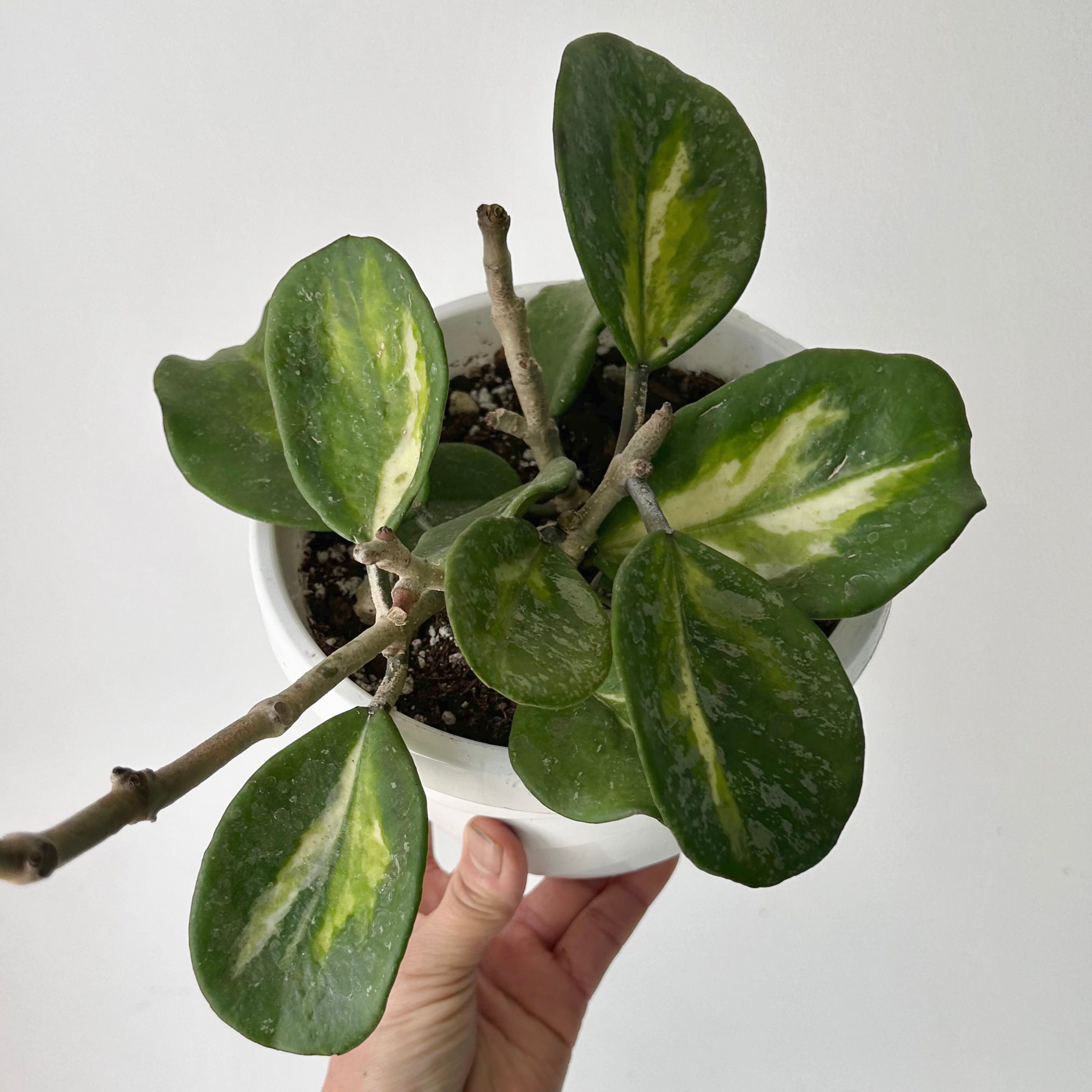 Variegated Hoya obovata “Splash” 6” hanging basket