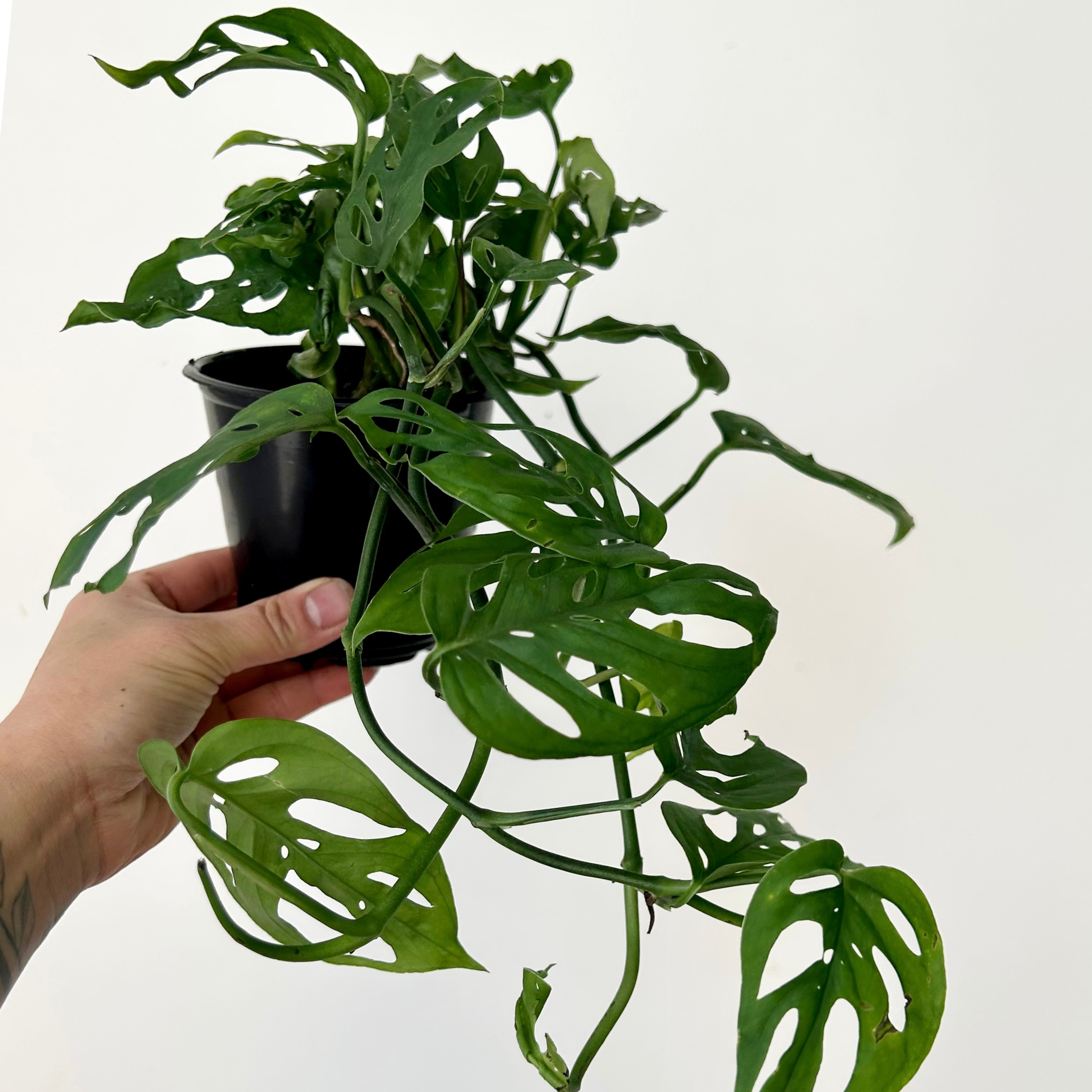 Monstera adansonii 4”pot