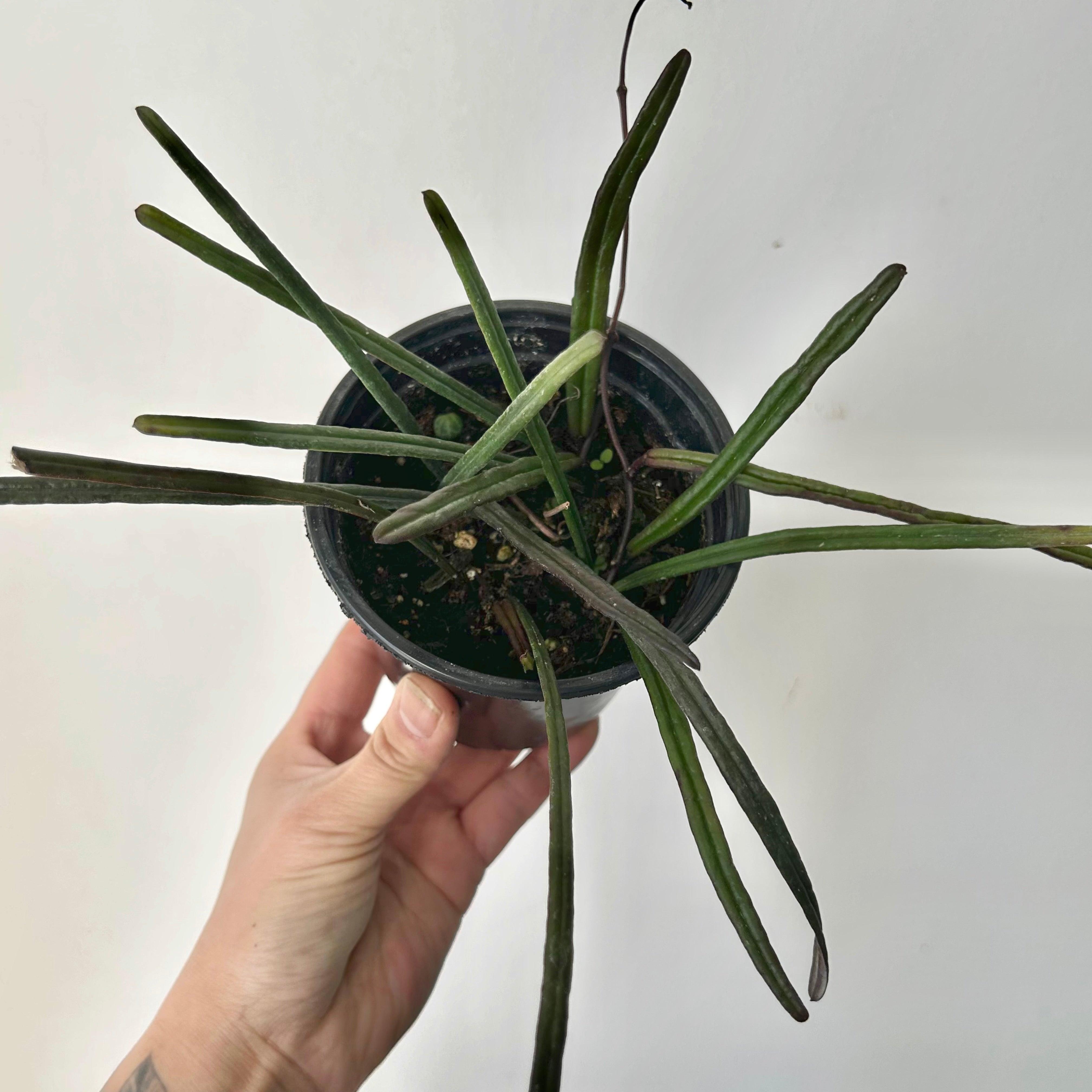 Hoya insularis 4” pot