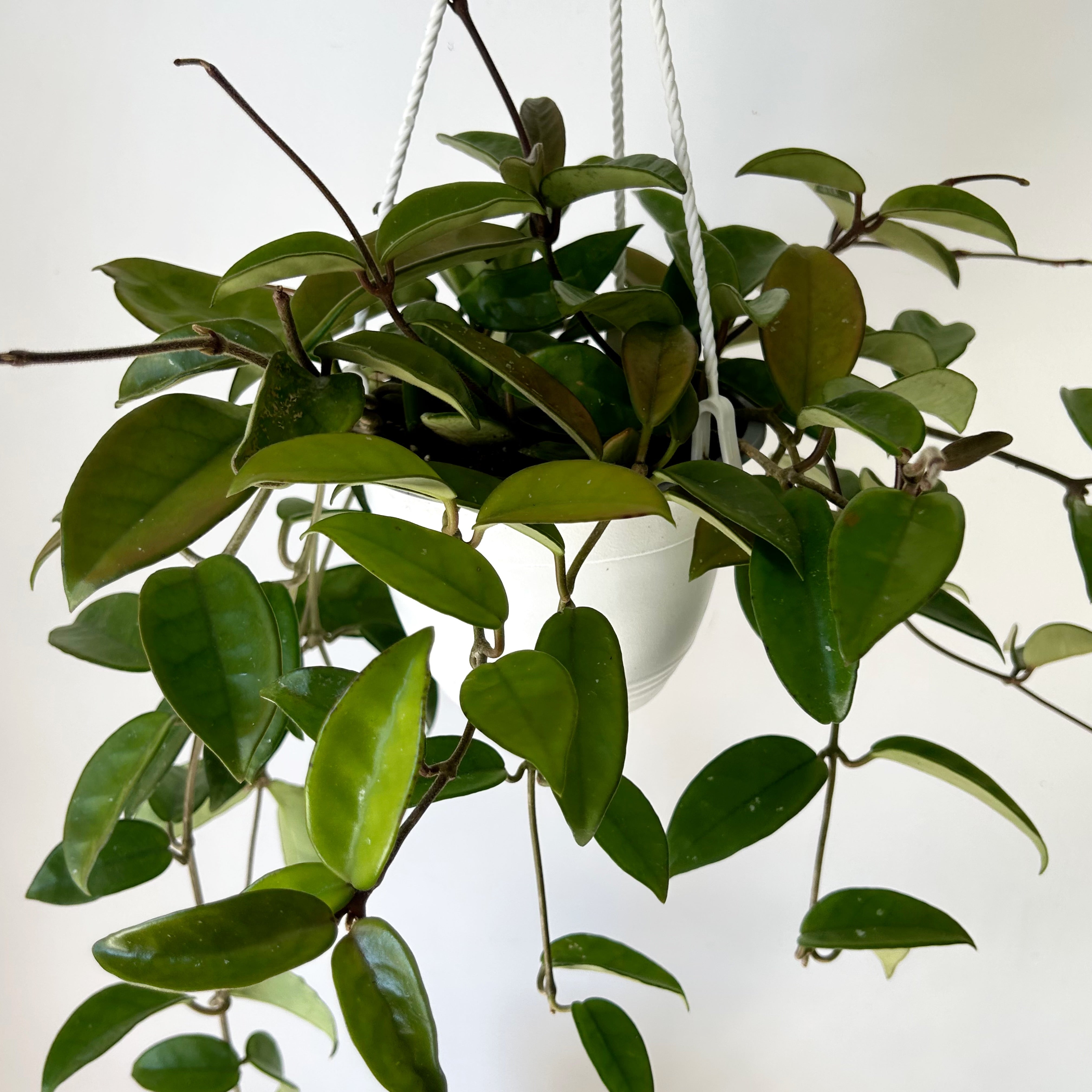 Hoya Carnosa 6”hanging basket