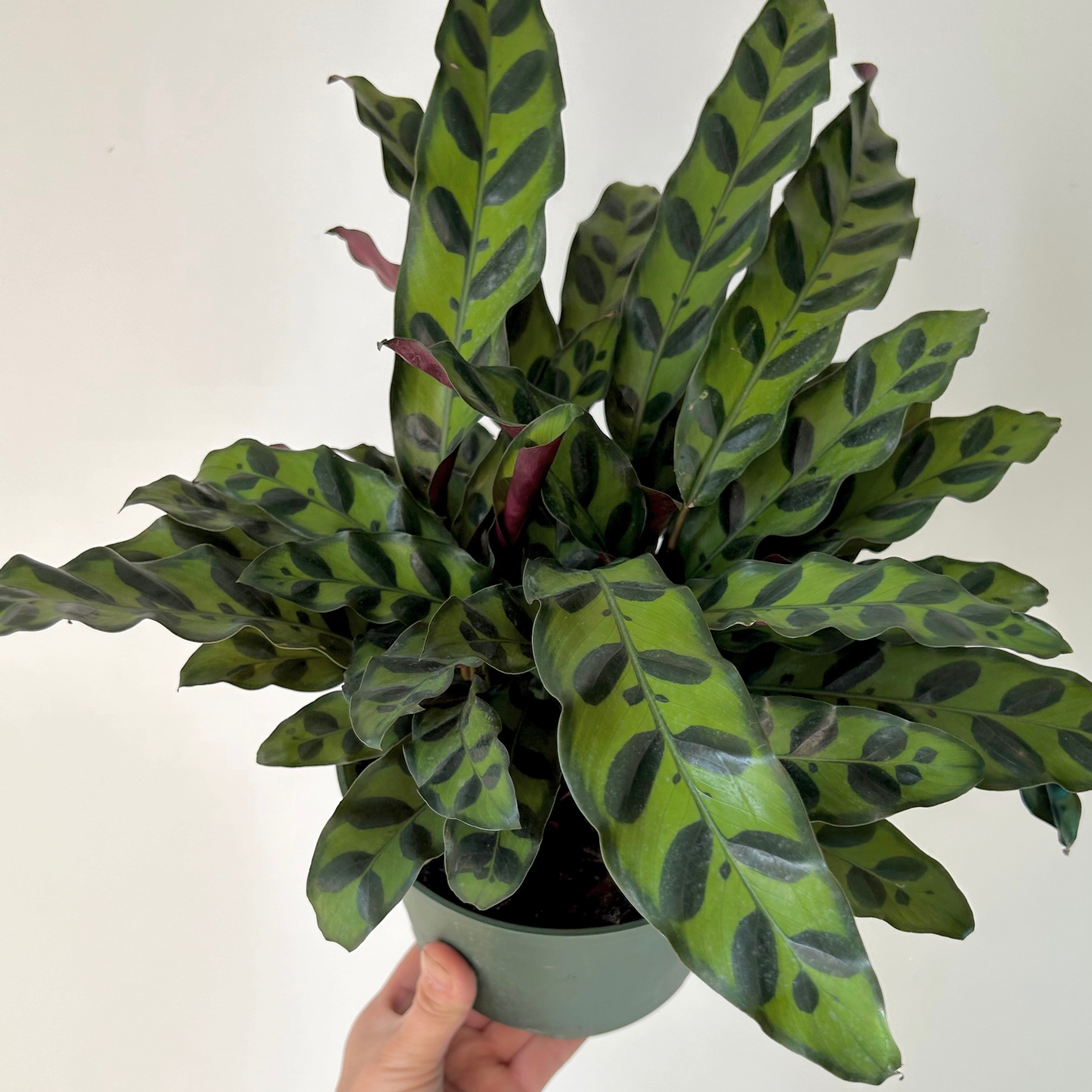 Calathea  “Rattle Snake”(Lancifolia) 6”pot