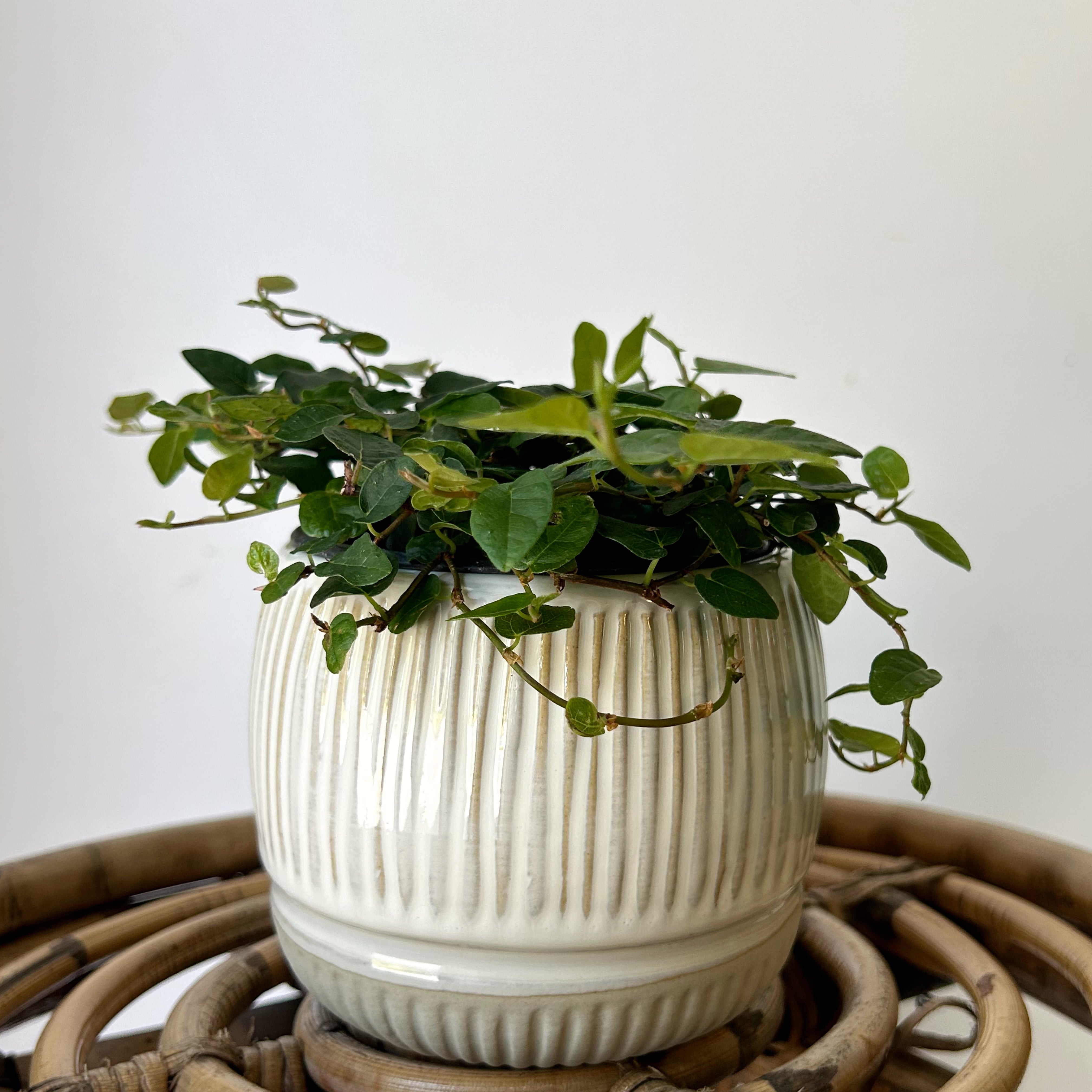 CAMILLA Decorative Striped Ceramic Pot (3.5”x3.5”)
