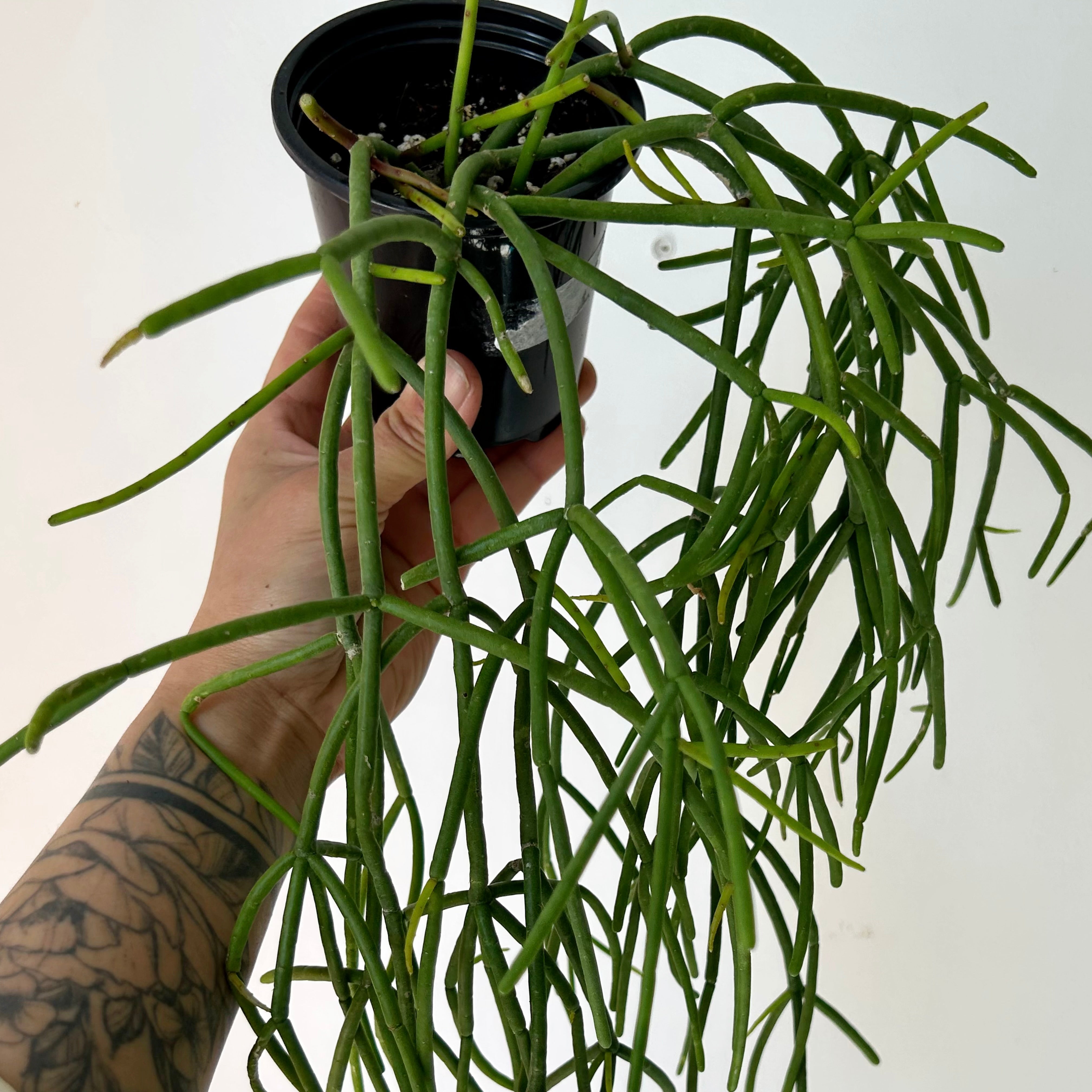 Rhipsalis baccifera 3.5” pot