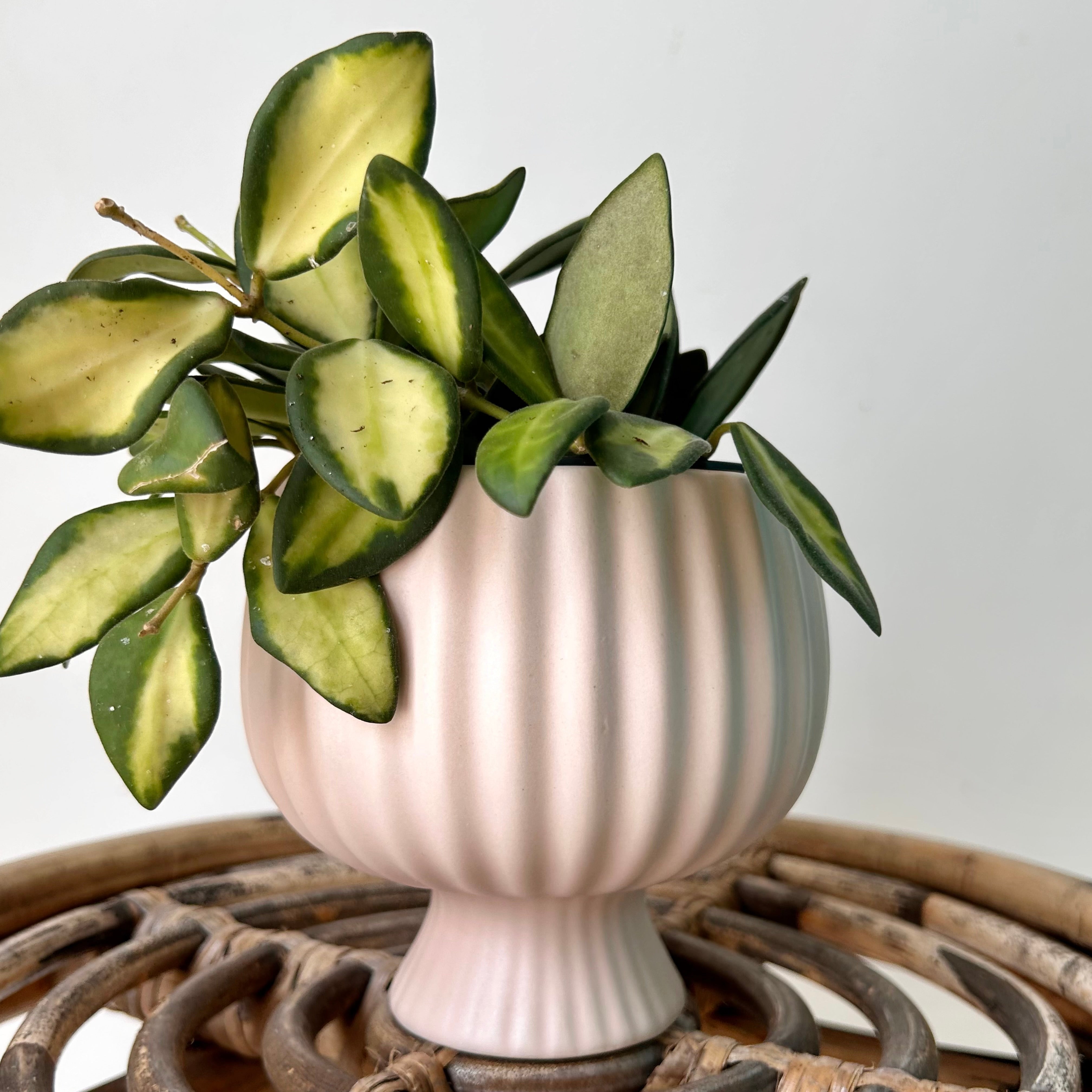 SONATA decorative compote planter (4”x4”) available in two colours