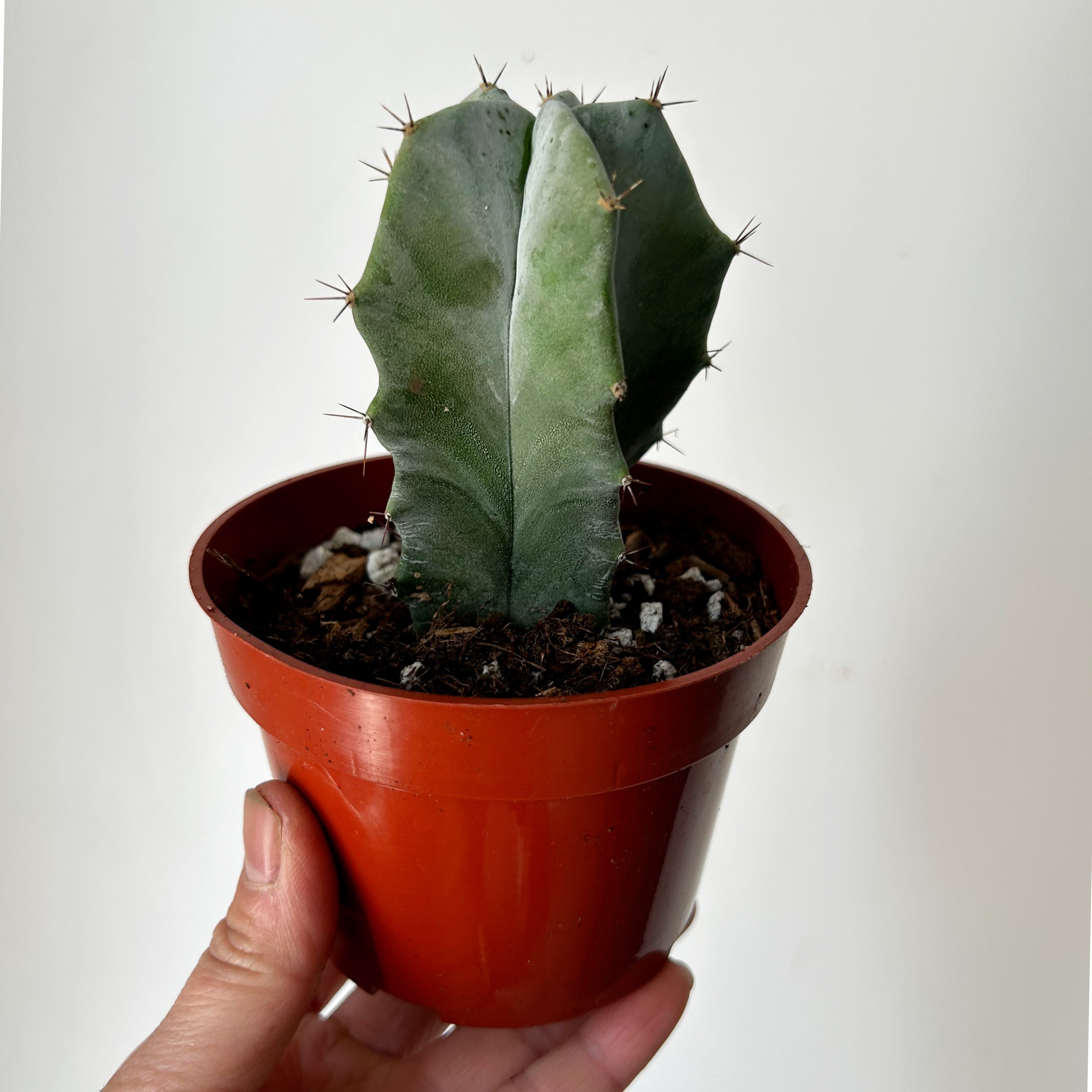 Stenocereus pruinosus 4” pot