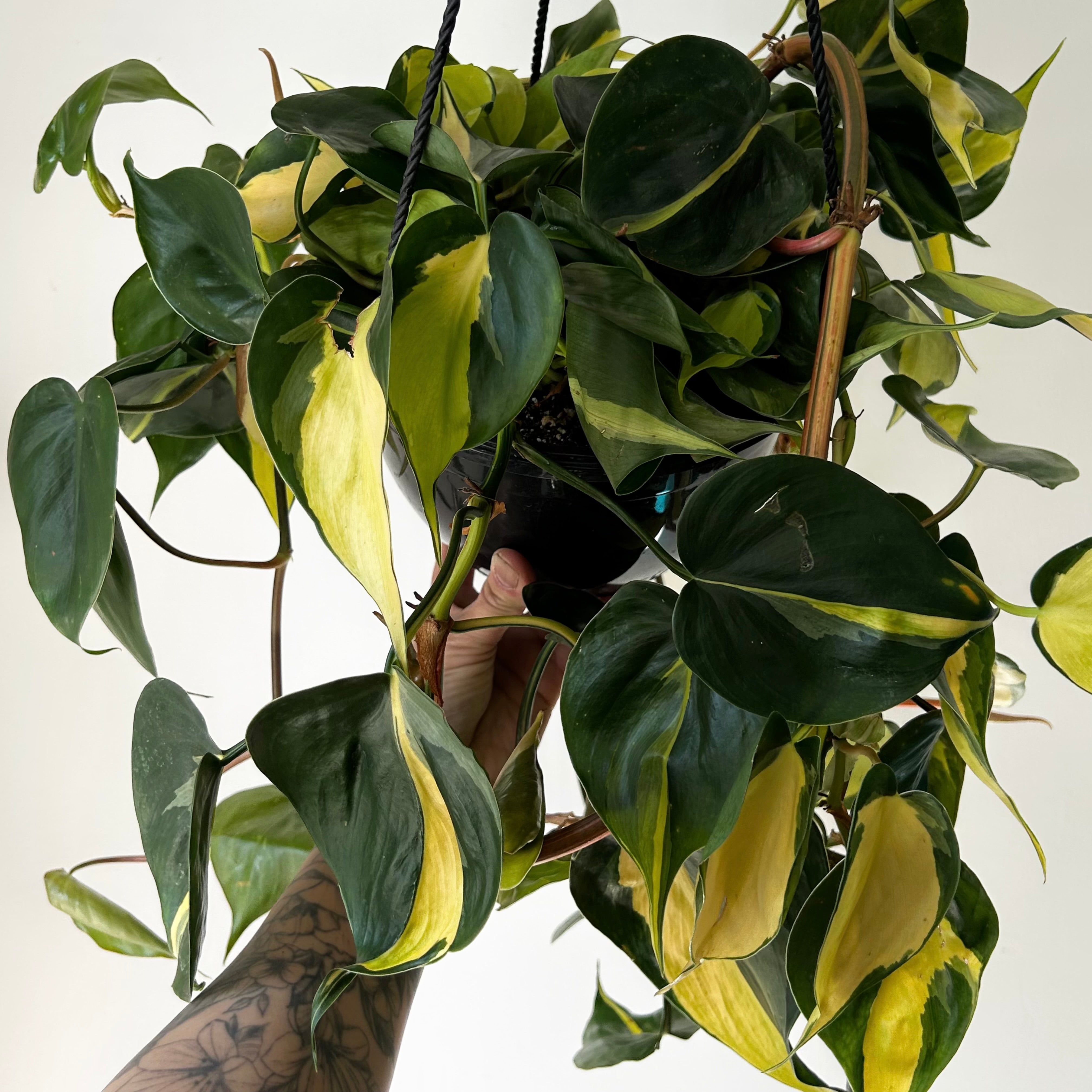 Philodendron Brazil in 8” hanging basket