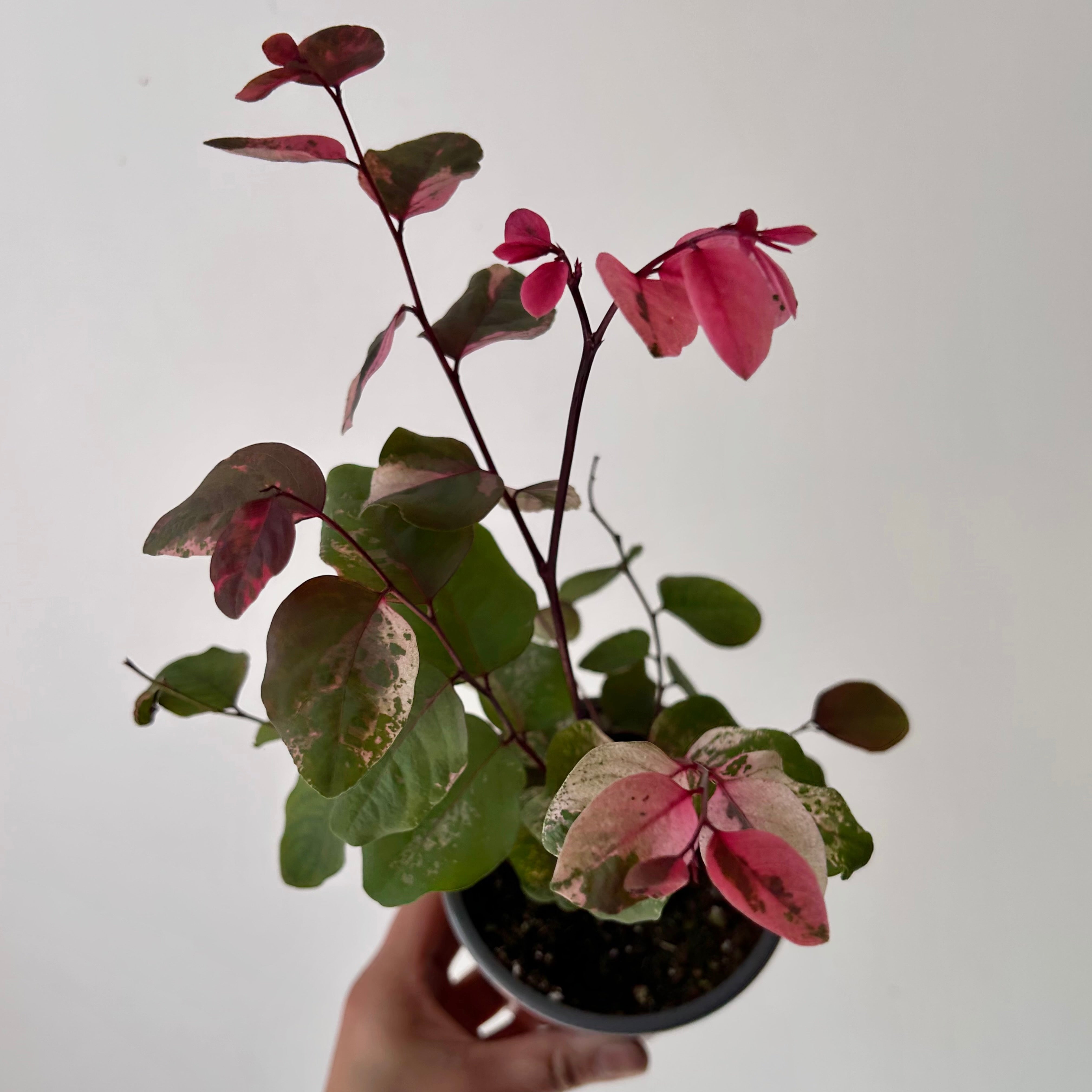 Breynia disticha Snowbush “Rosea Picta” 4” pot