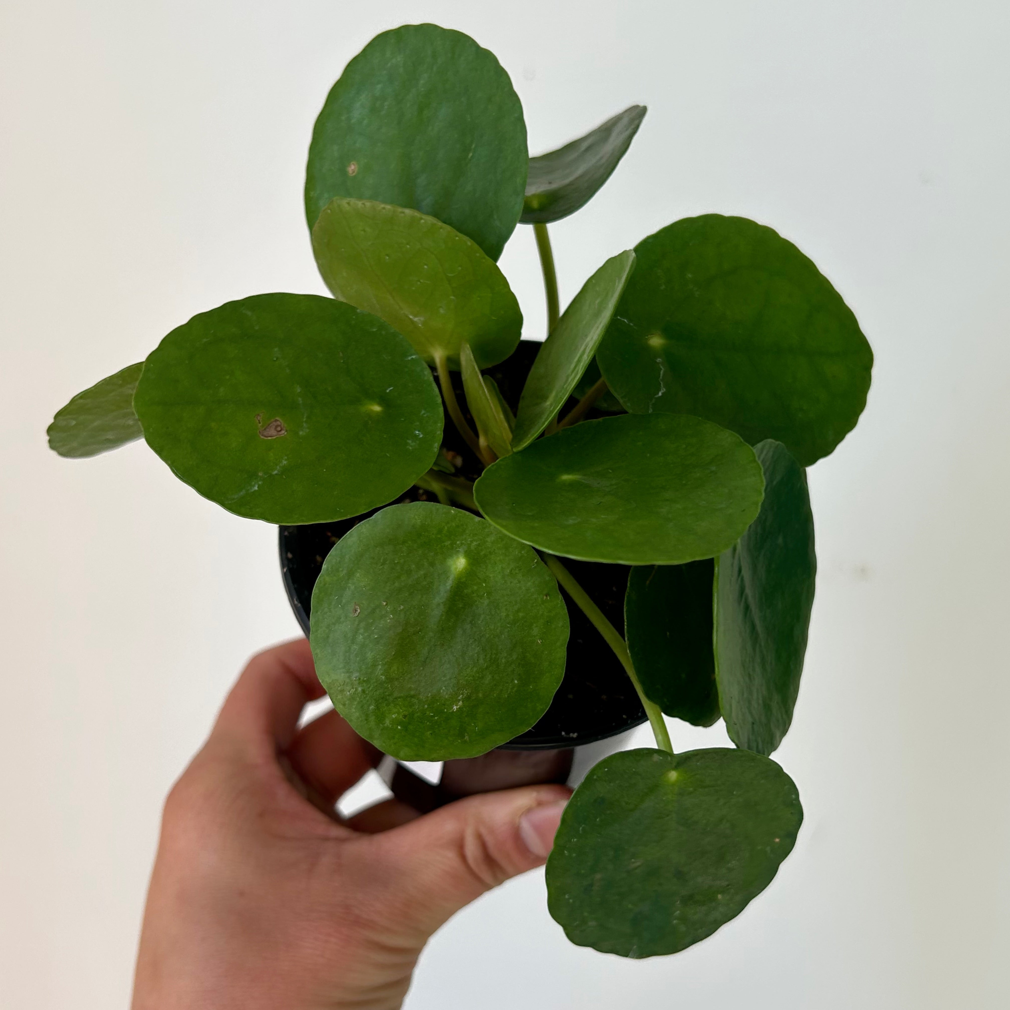 Chinese Money Plant (Pilea Peperomioides) 3.5”pot