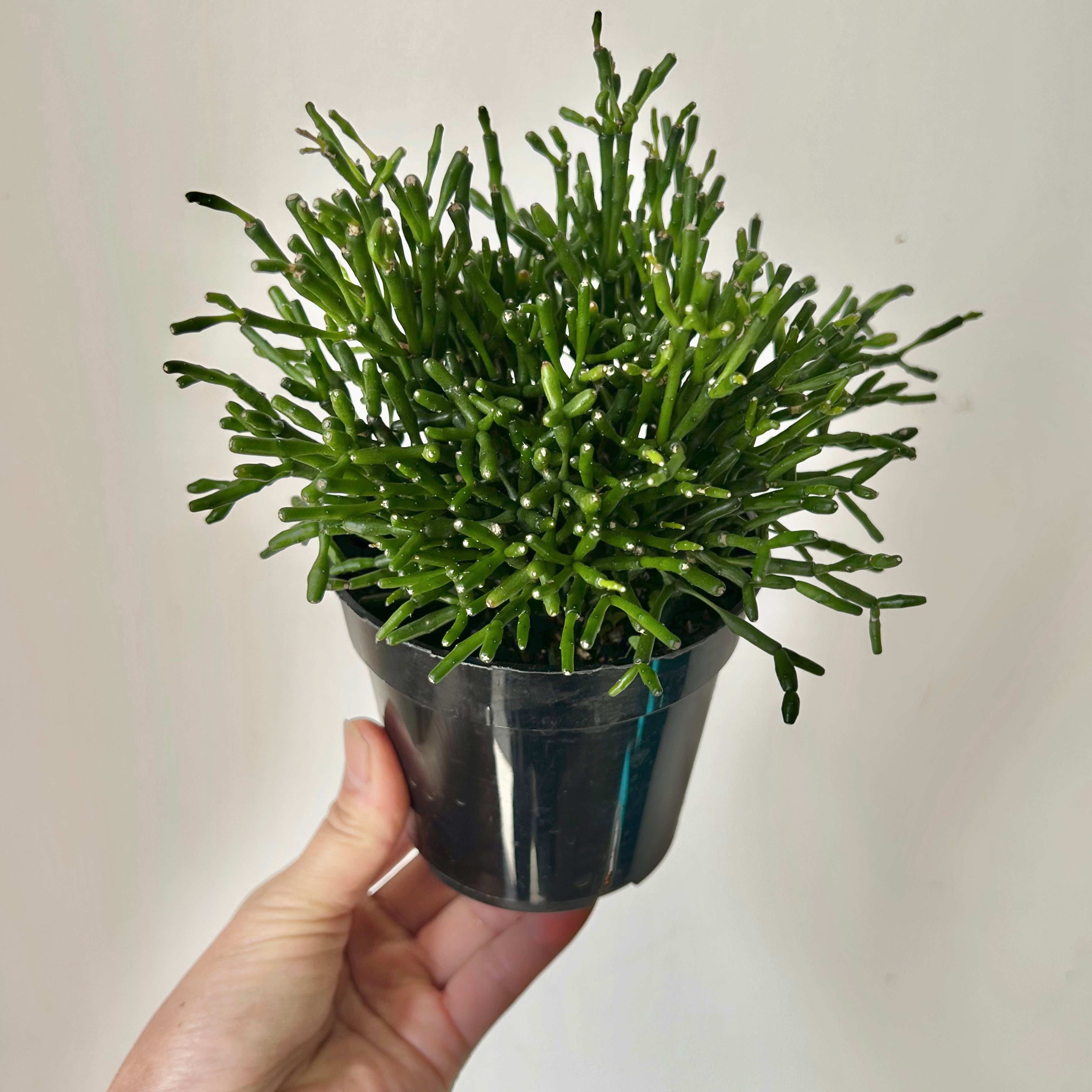 Bottle Cactus (Hatiora salicornioides ) 4”Pot