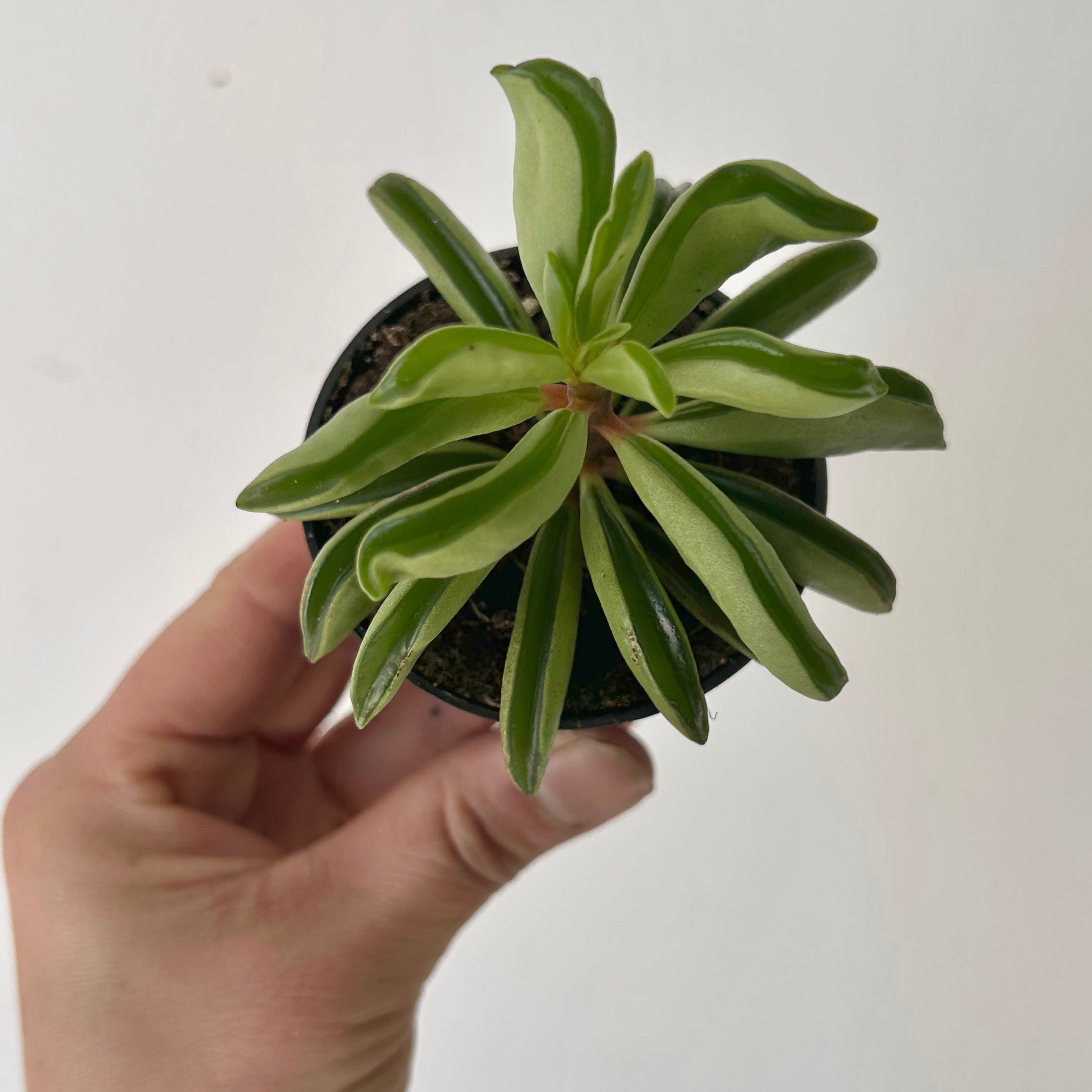 Peperomia dolabriformis 2.5”pot