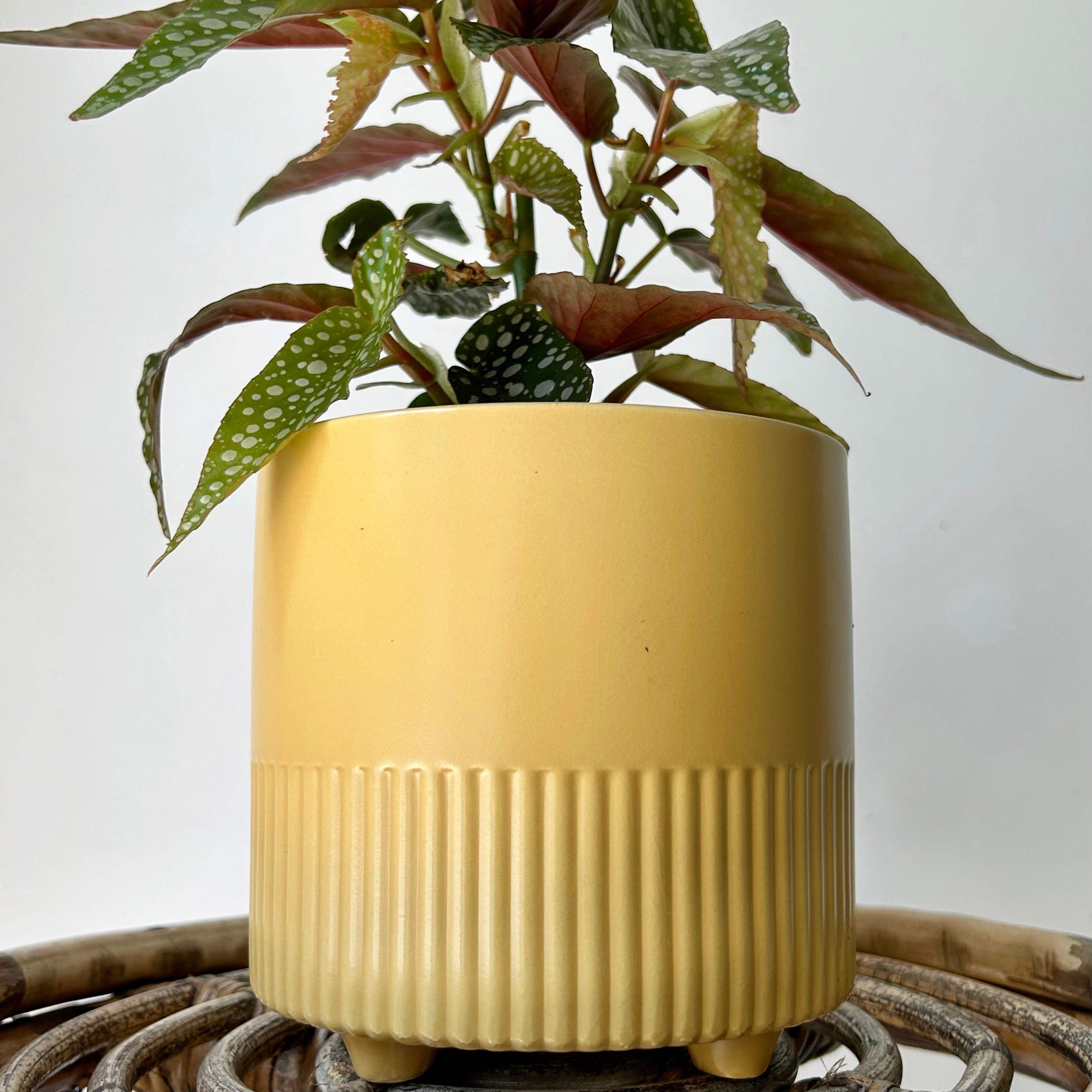 KERWIN Decorative footed planter 5”X4.75”