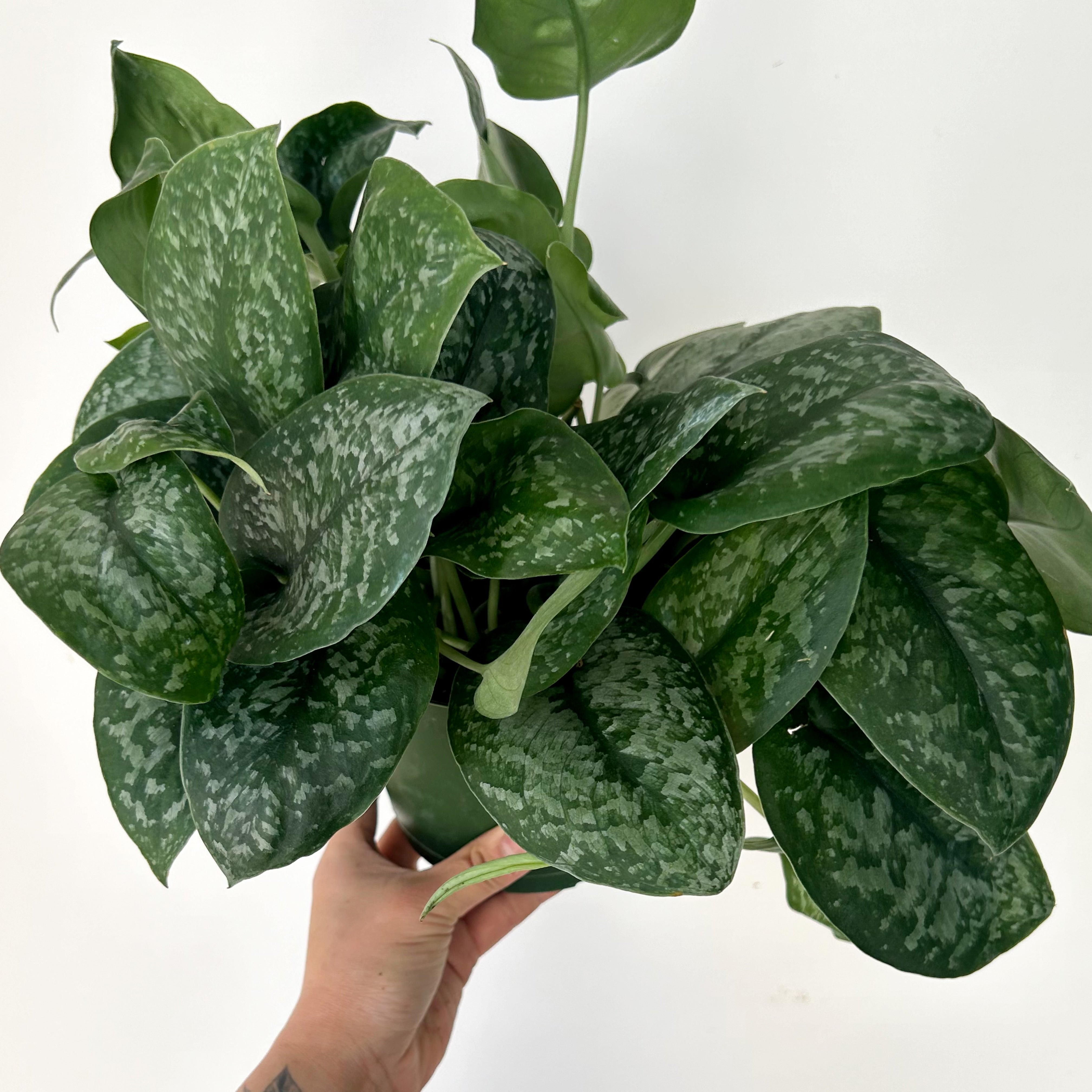Scindapsus “Mount Salak” 6” pot