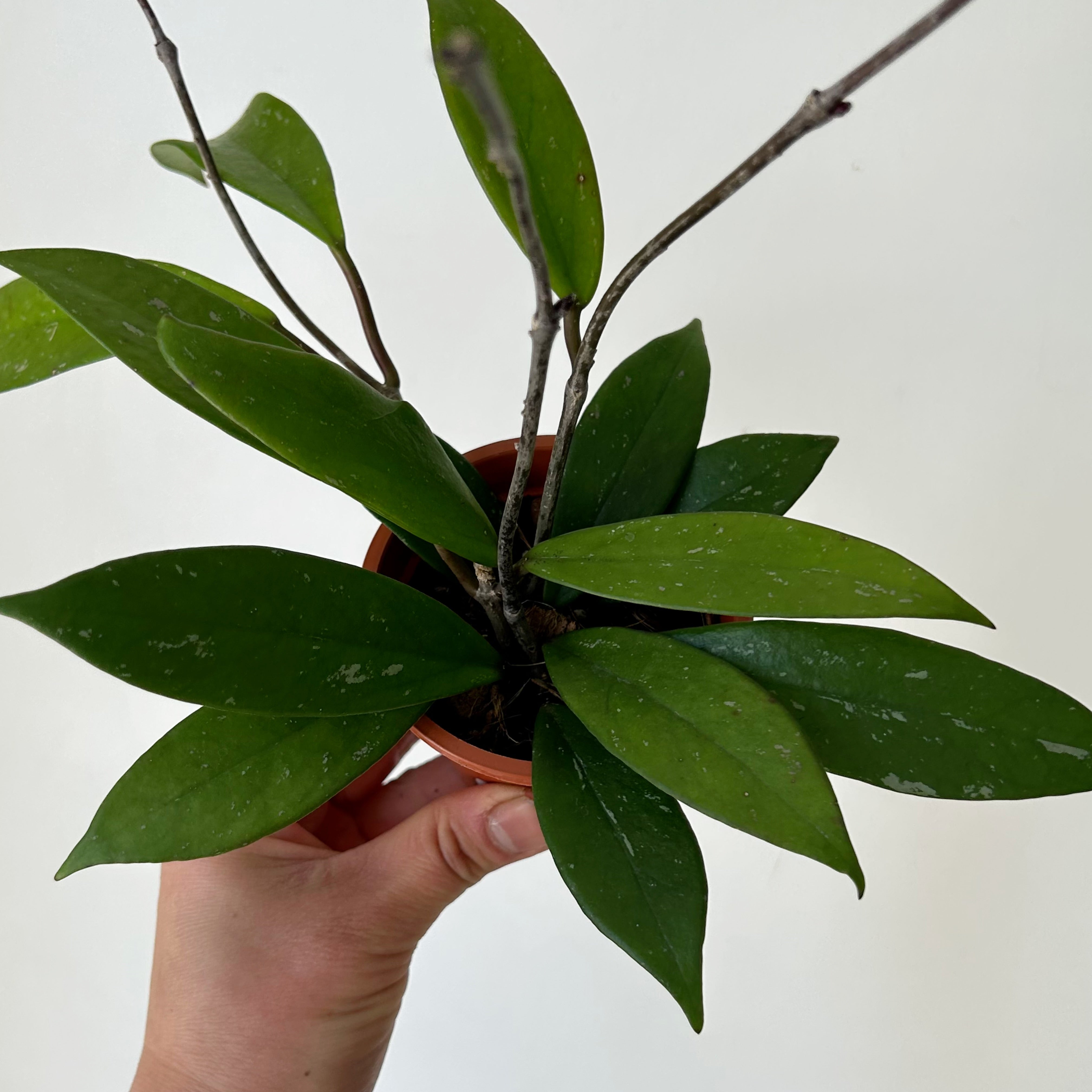 Hoya Pubicalyx 3" pot