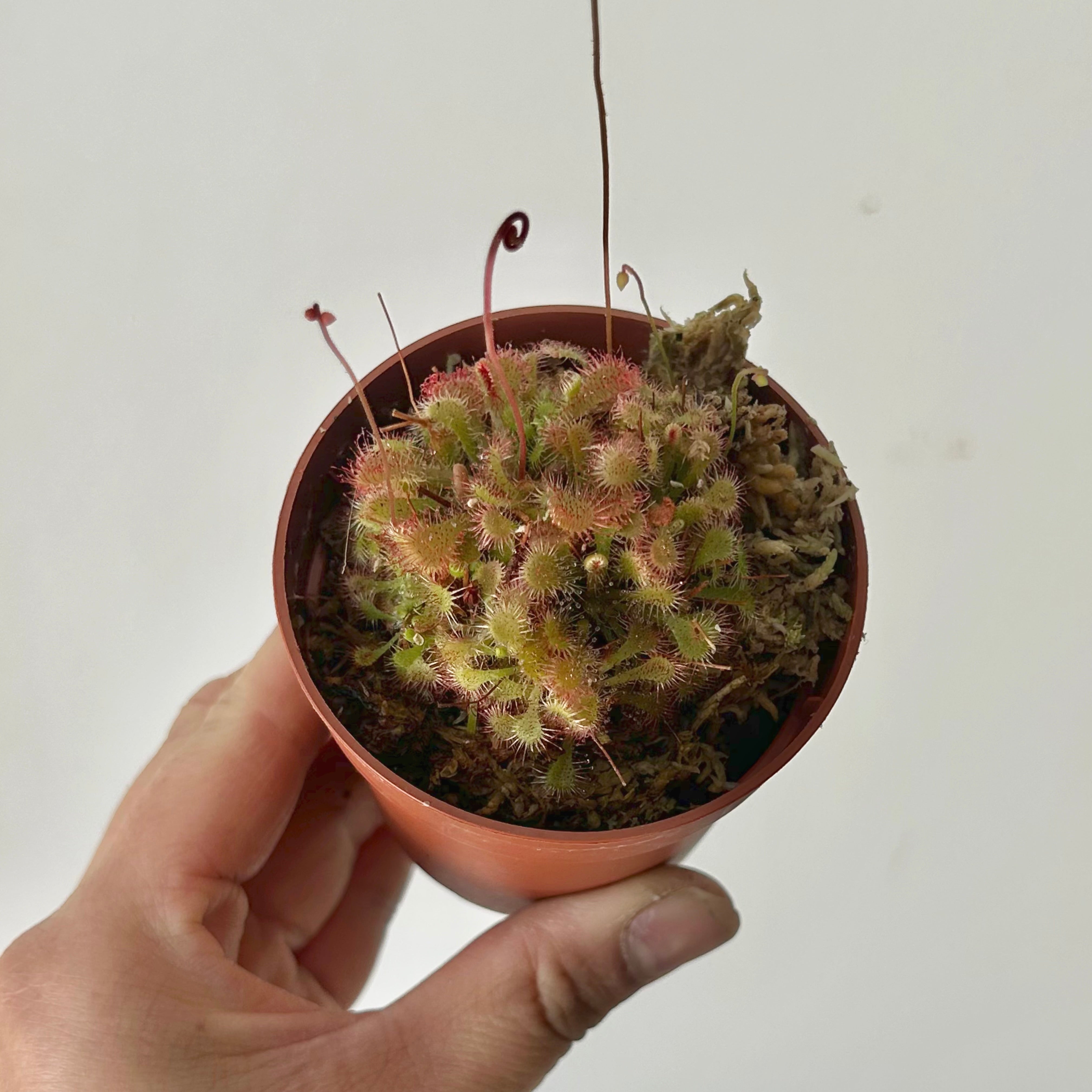 Spoon-leaved Sundew (Drosera spatulata) 2.75”pot