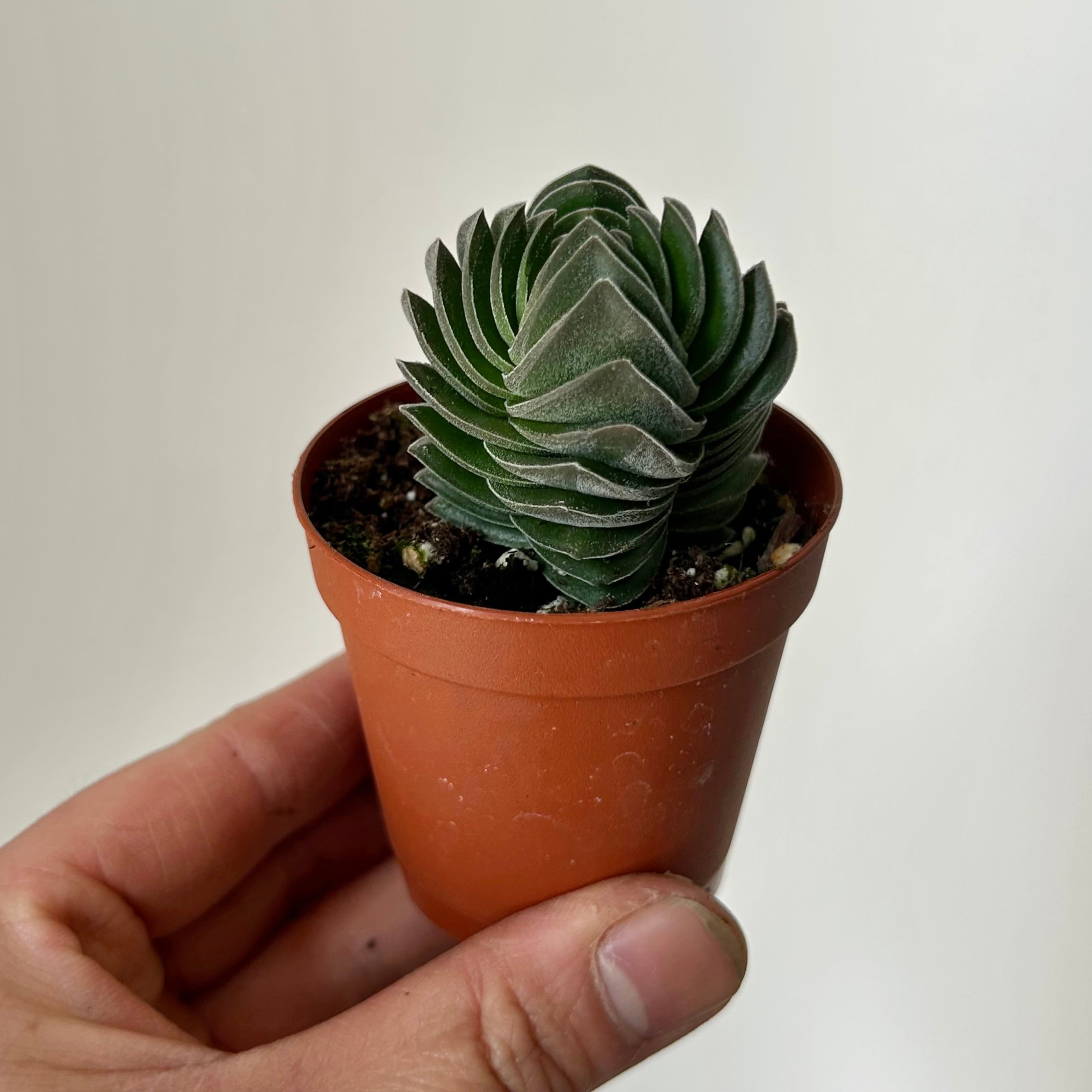 Crassula “Buddha’s Temple” 2.5”pot
