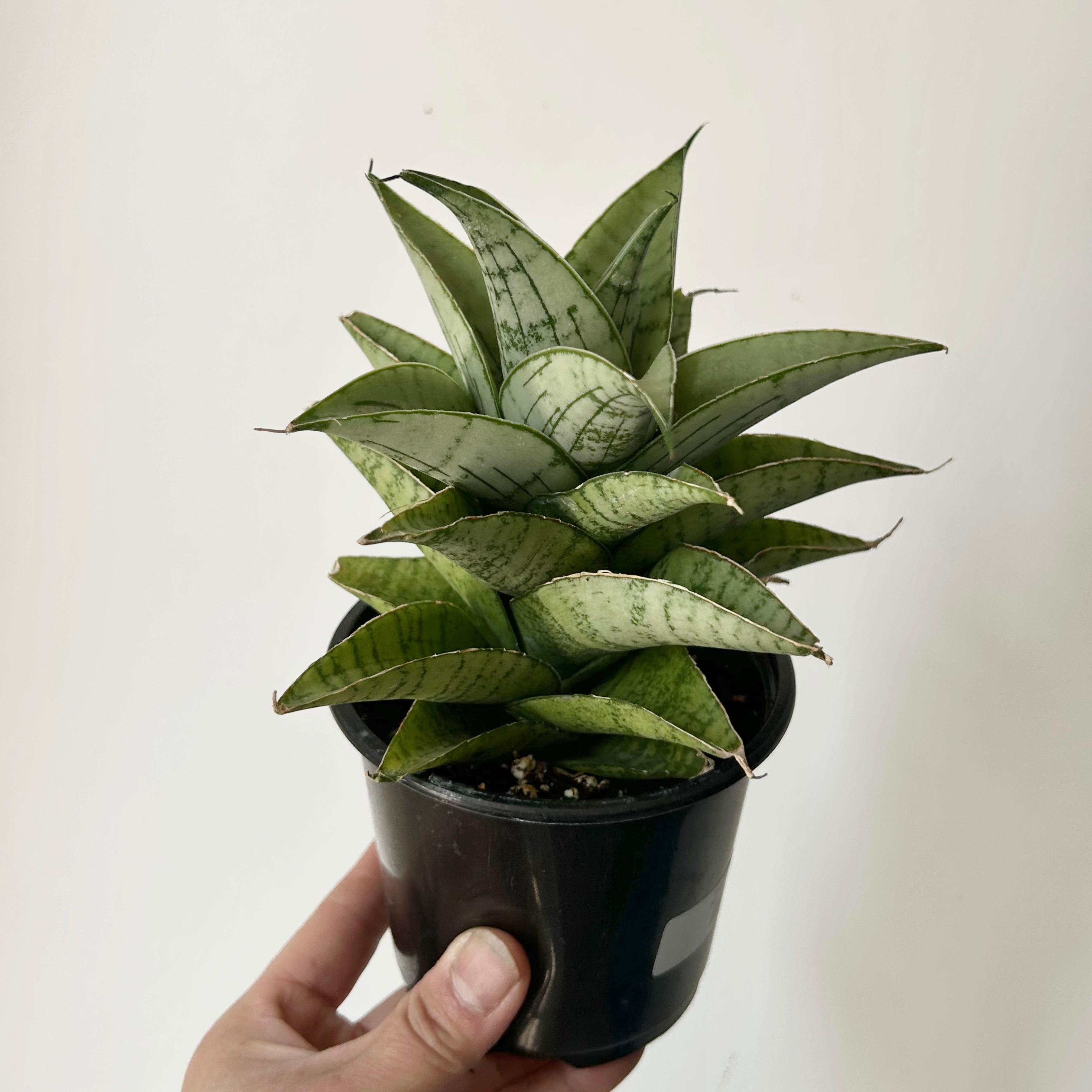 Sansevieria  “Piano” 3.5”pot