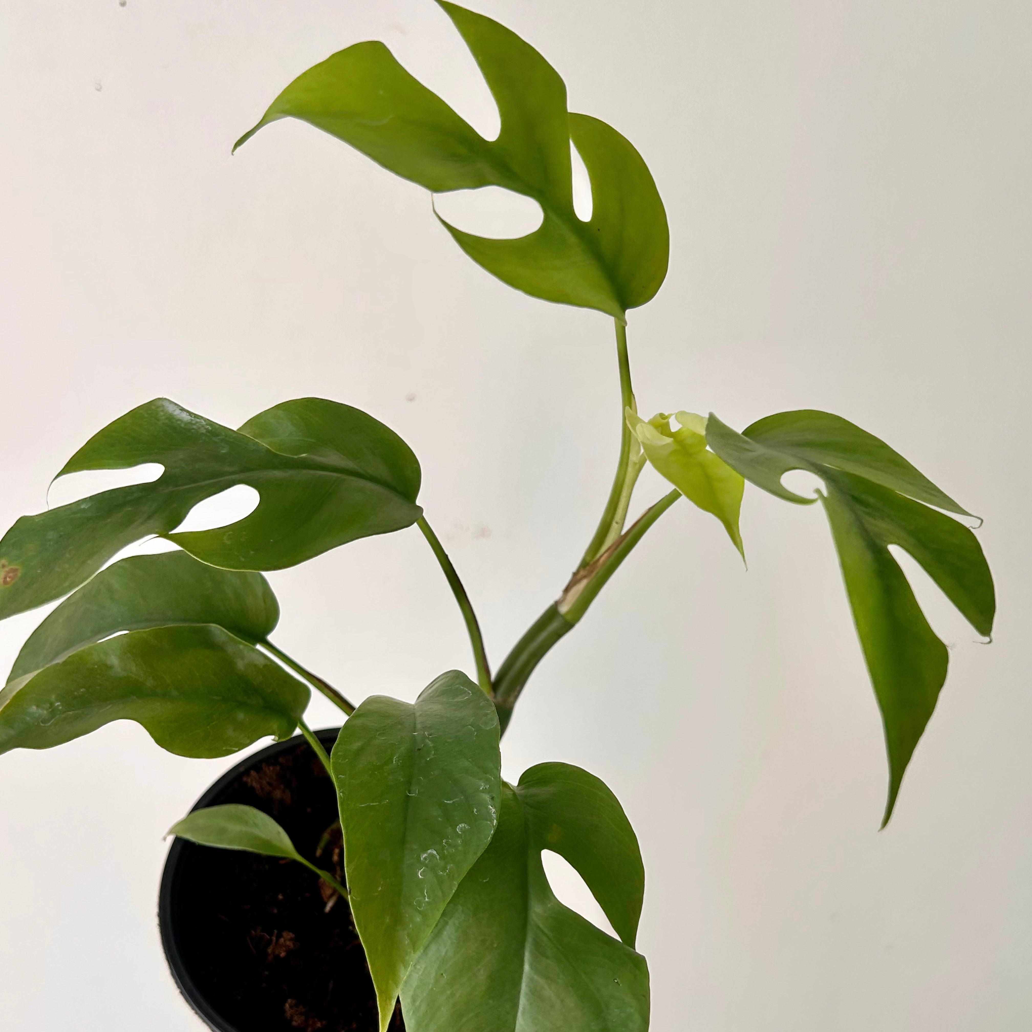 Mini Monstera Vine (Rhaphidophora tetrasperma)4” pot