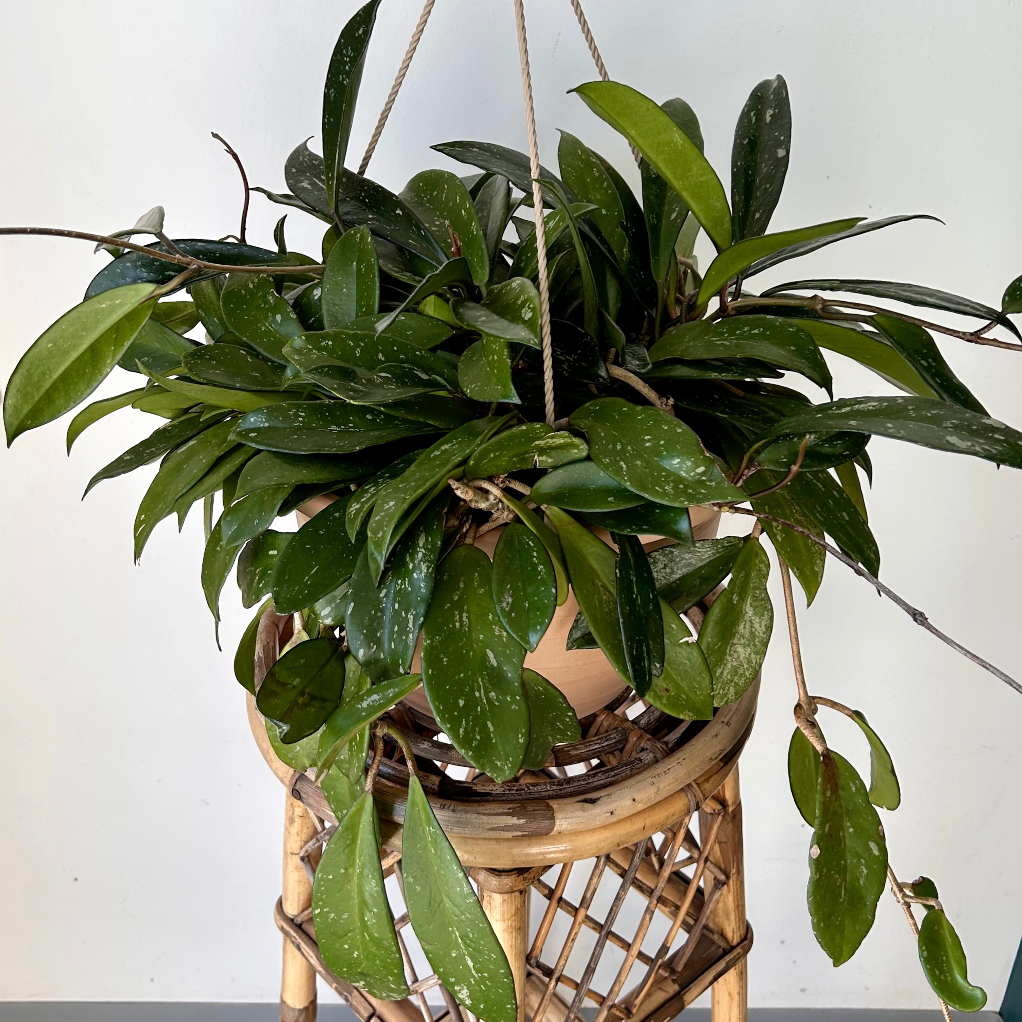 Hoya pubicalyx “Splash” 10” hanging basket