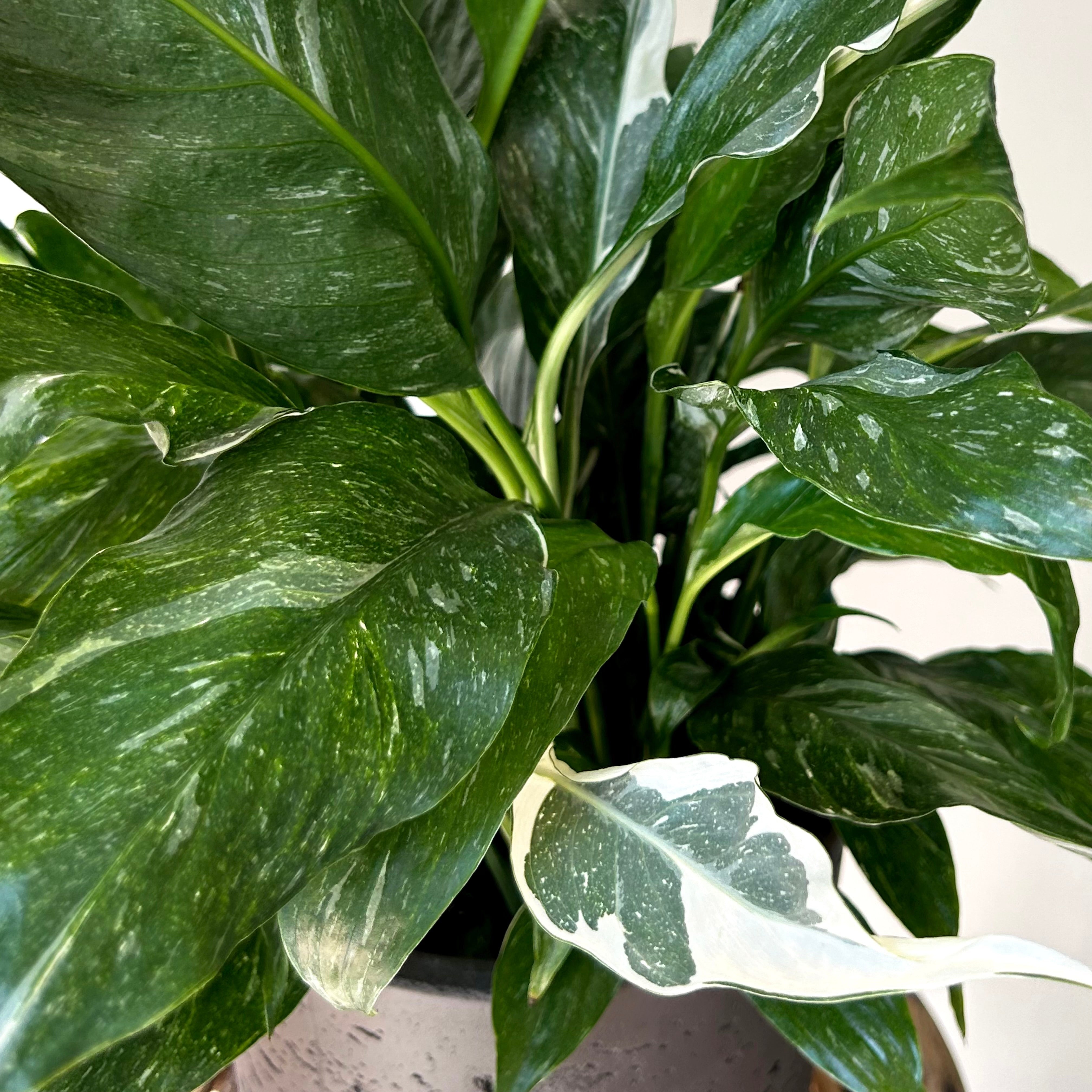 Variegated Peace Lily “Domino” 6” pot