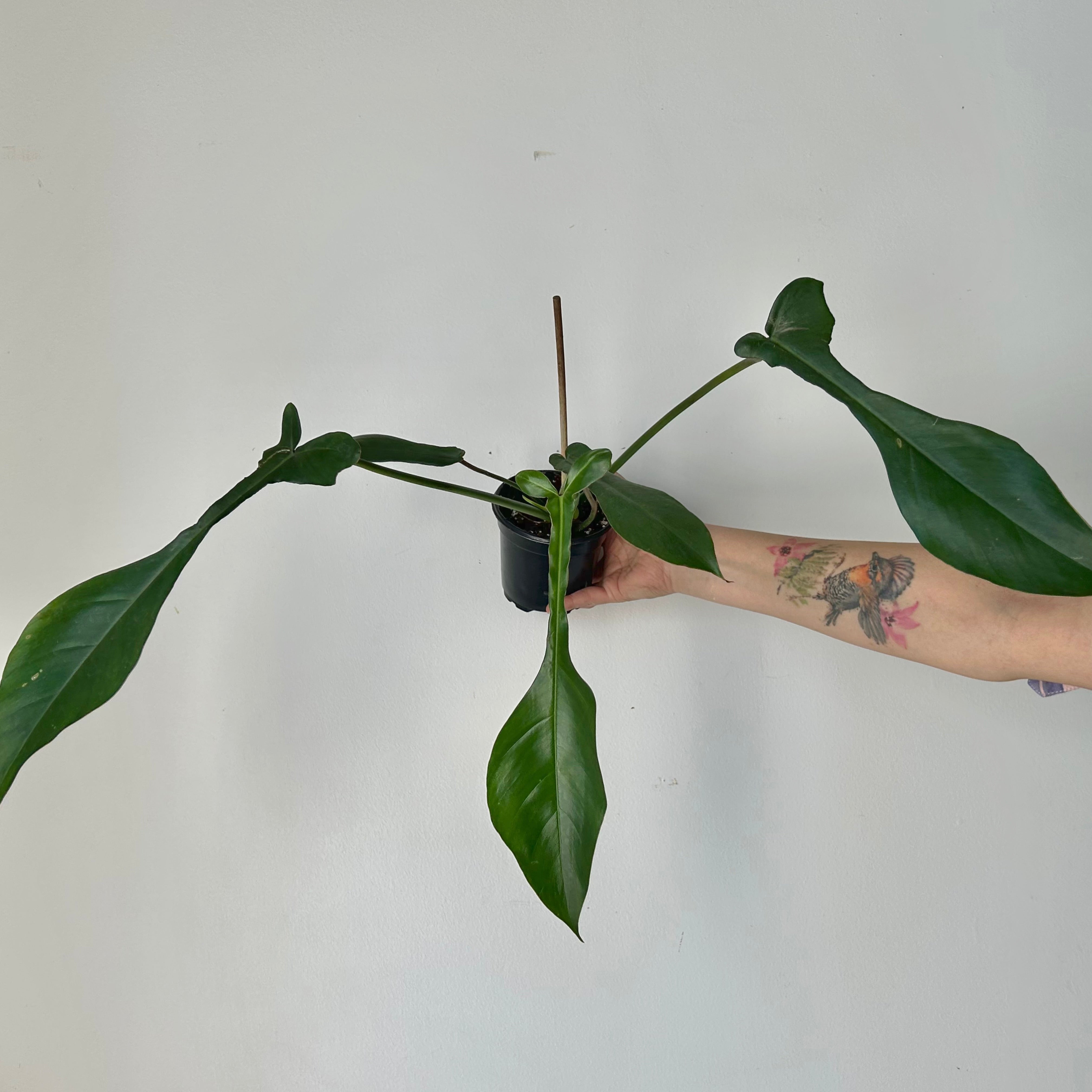 Philodendron joepii 4”pot
