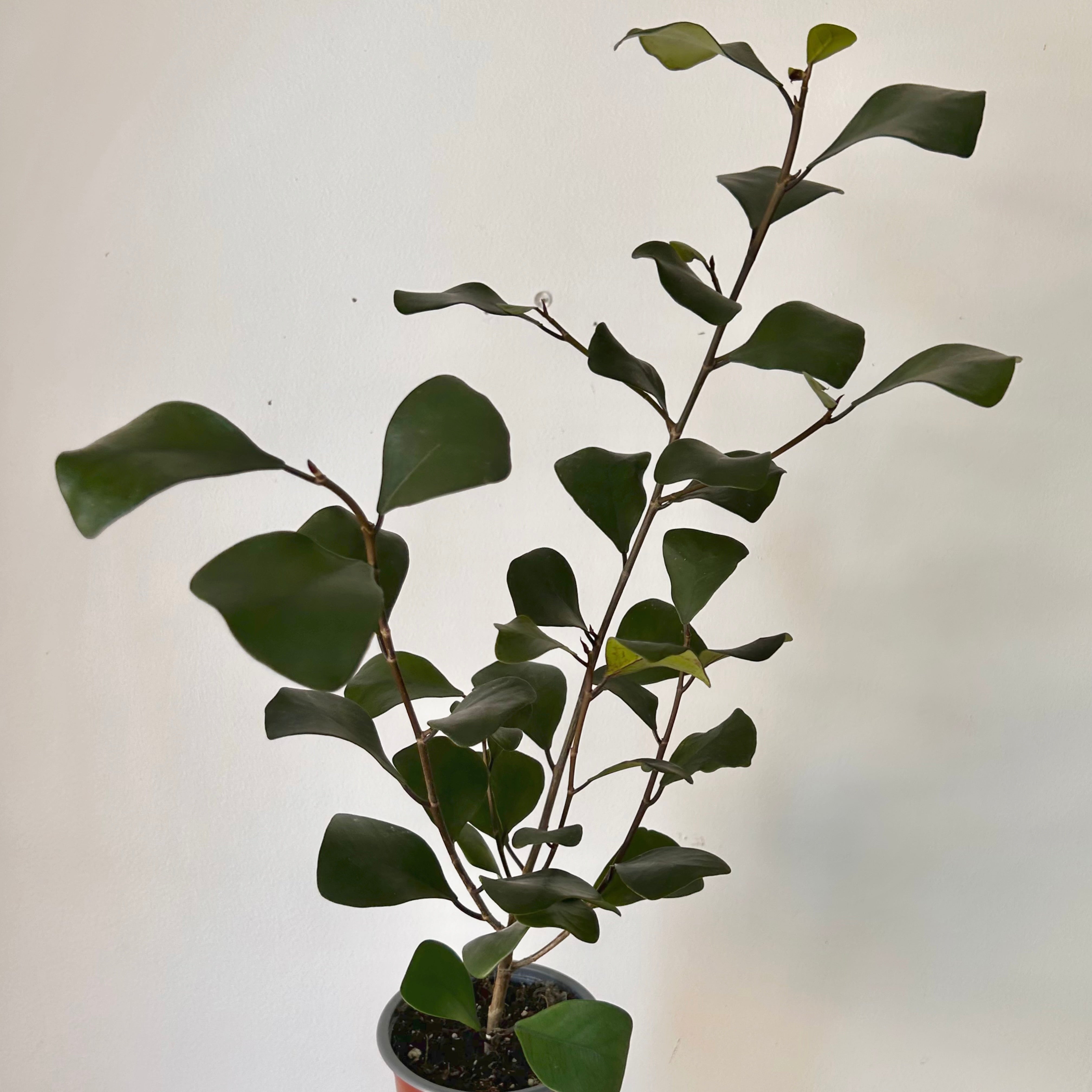 Natal Fig (Ficus natalensis) 4” pot