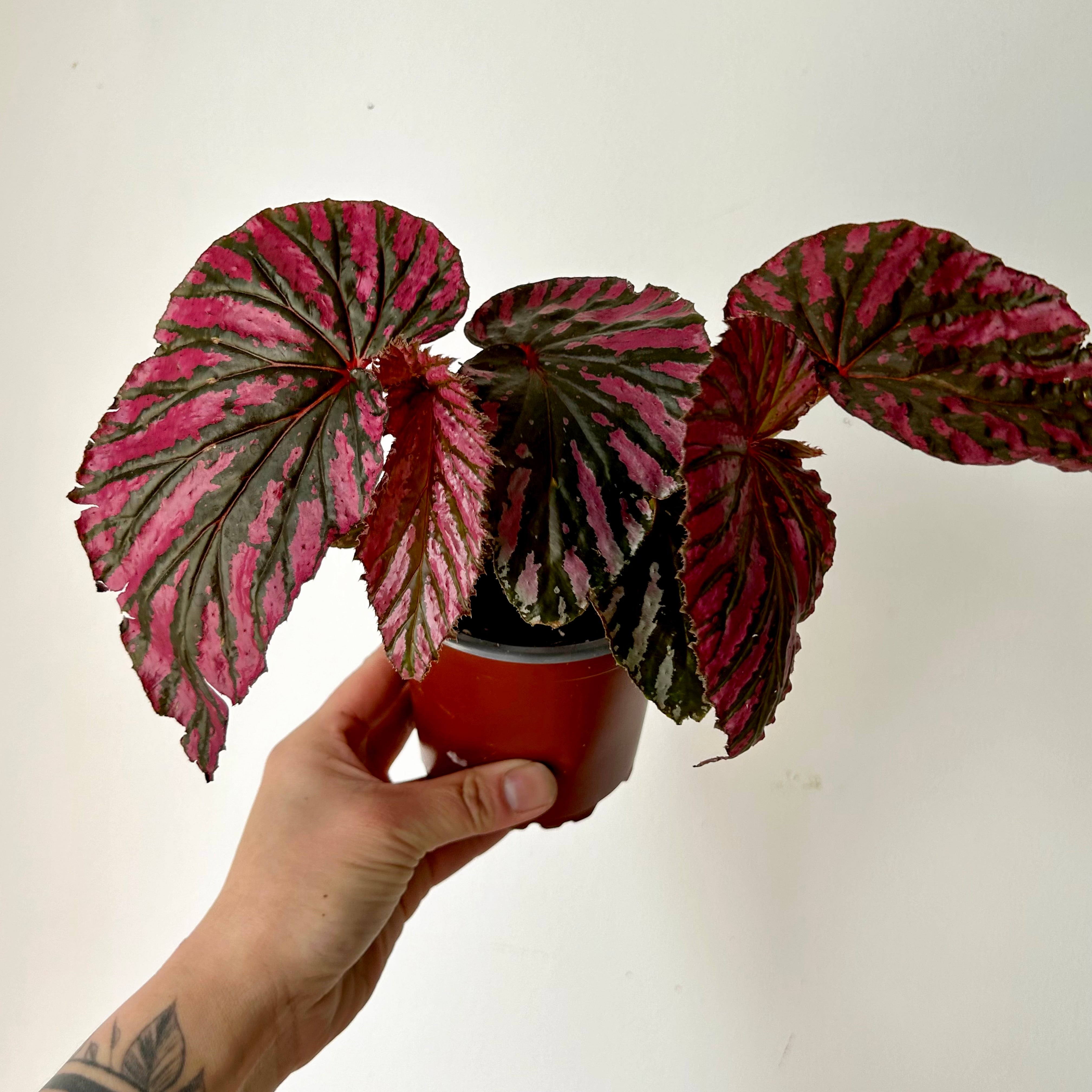 Begonia brevirimosa 4”pot