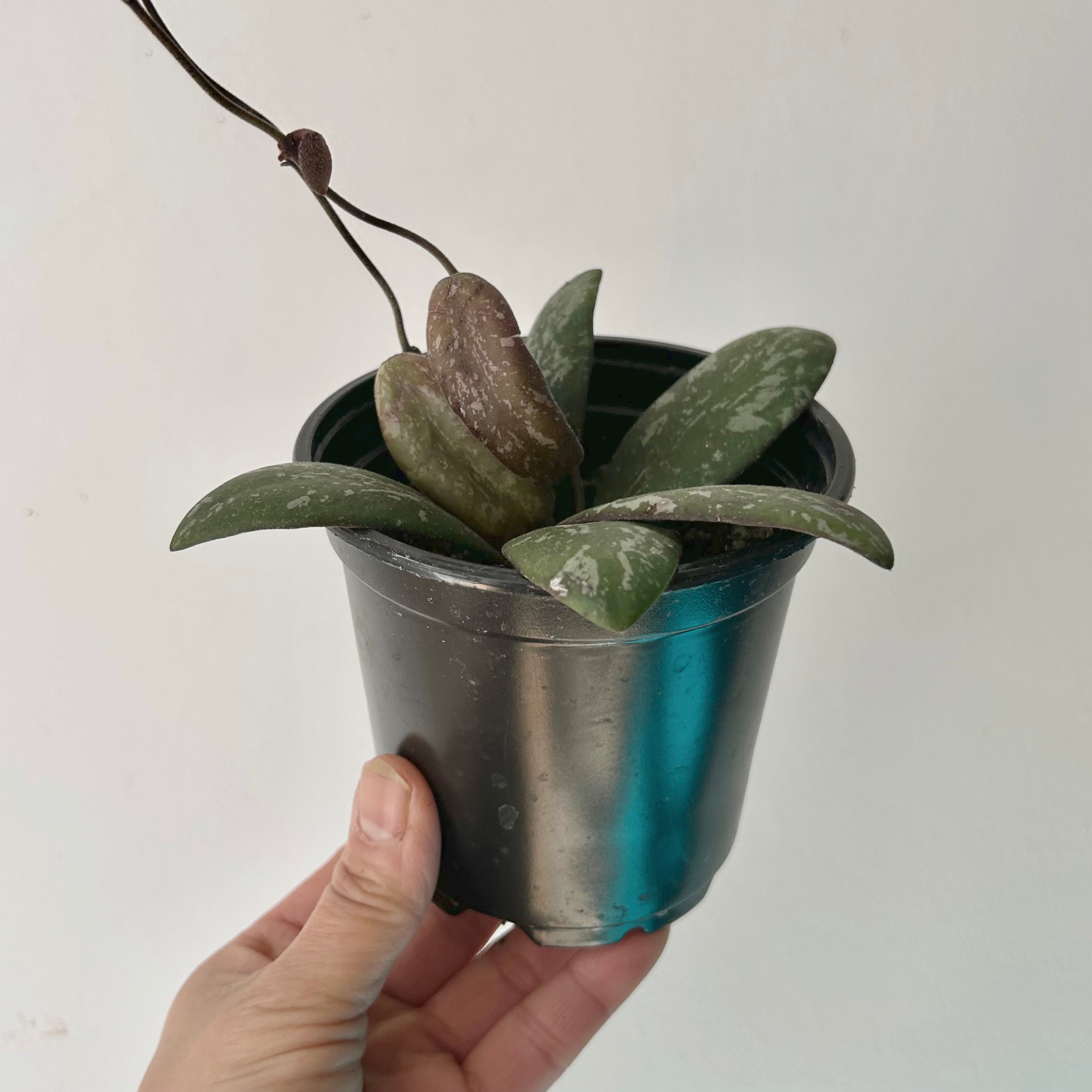 Hoya sigillatis “Borneo” 4”pot