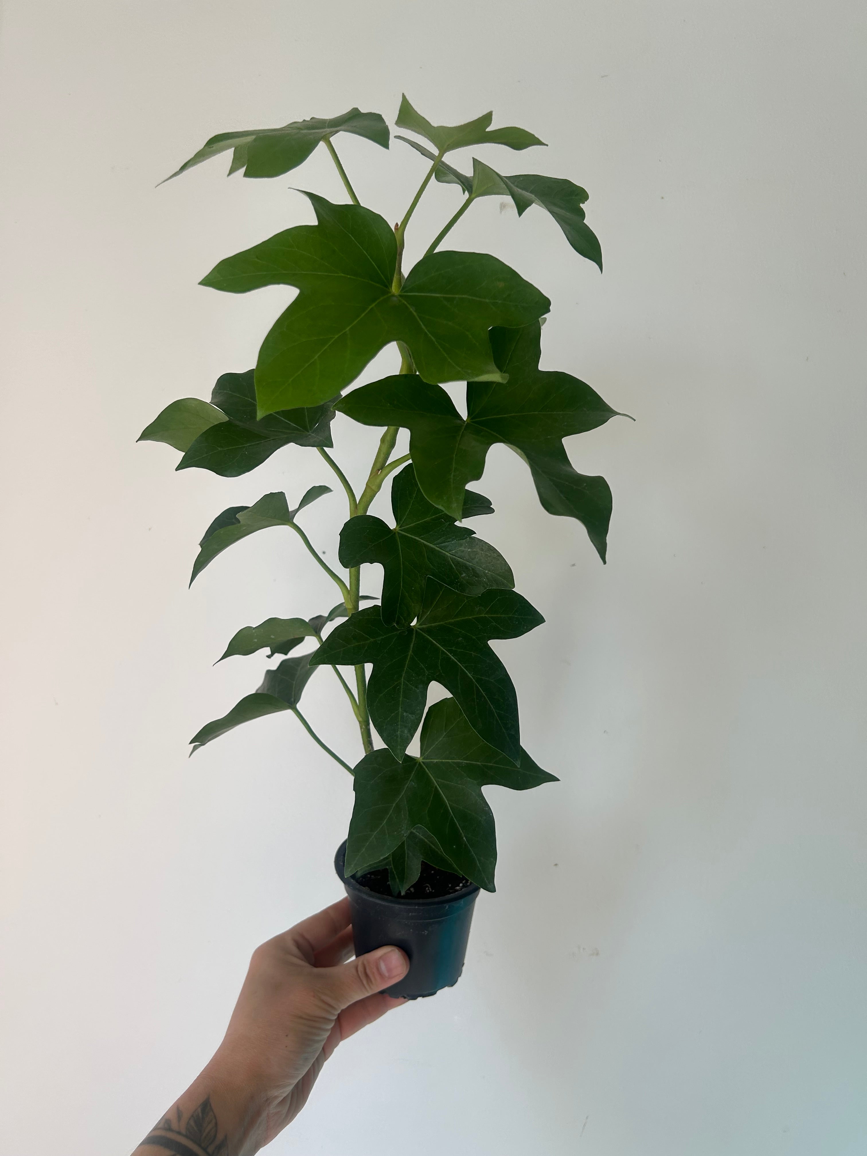 Tree Ivy Hybrid (xFatshedera lizei) 4” pot