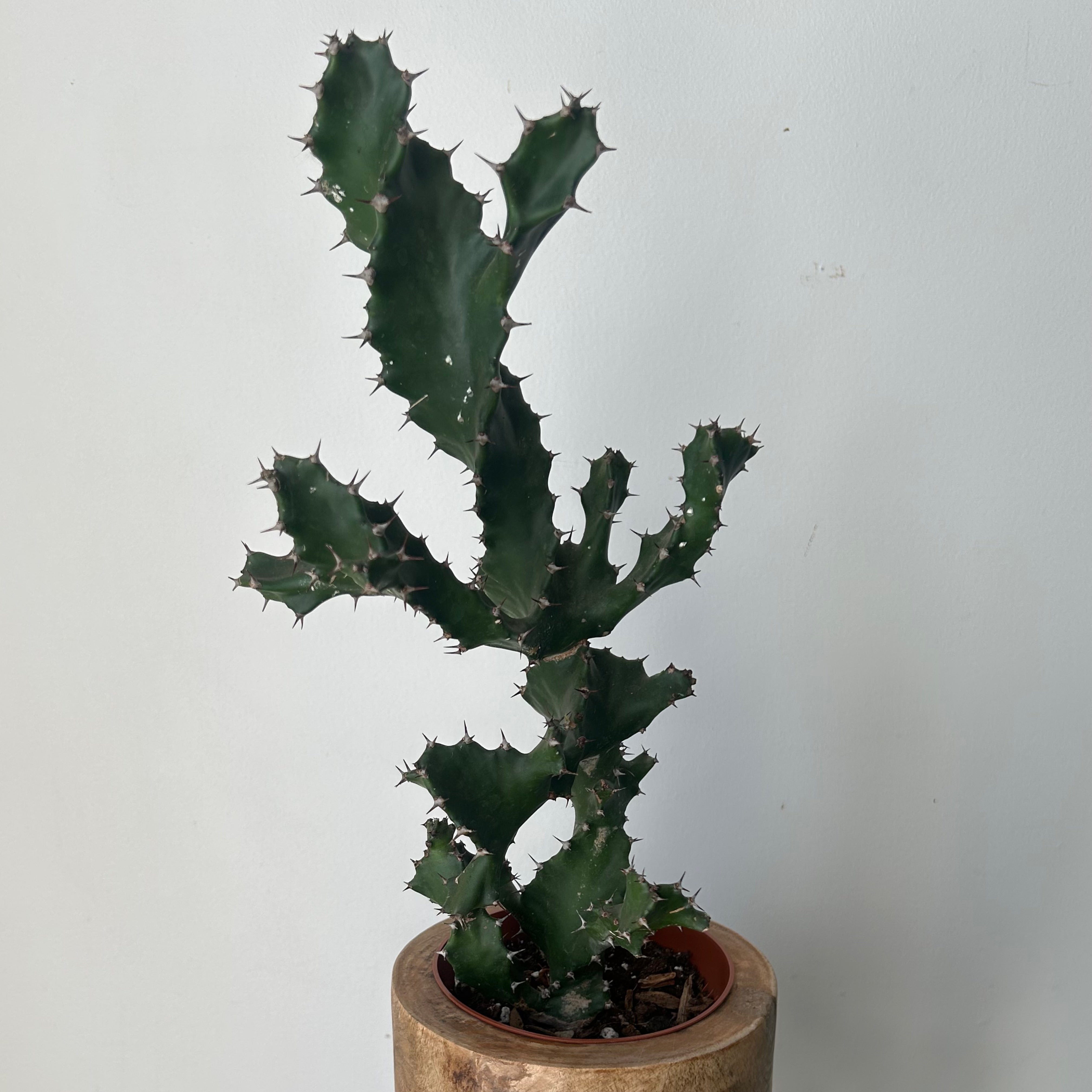 Spiral Euphorbia (tortilis) 4”pot