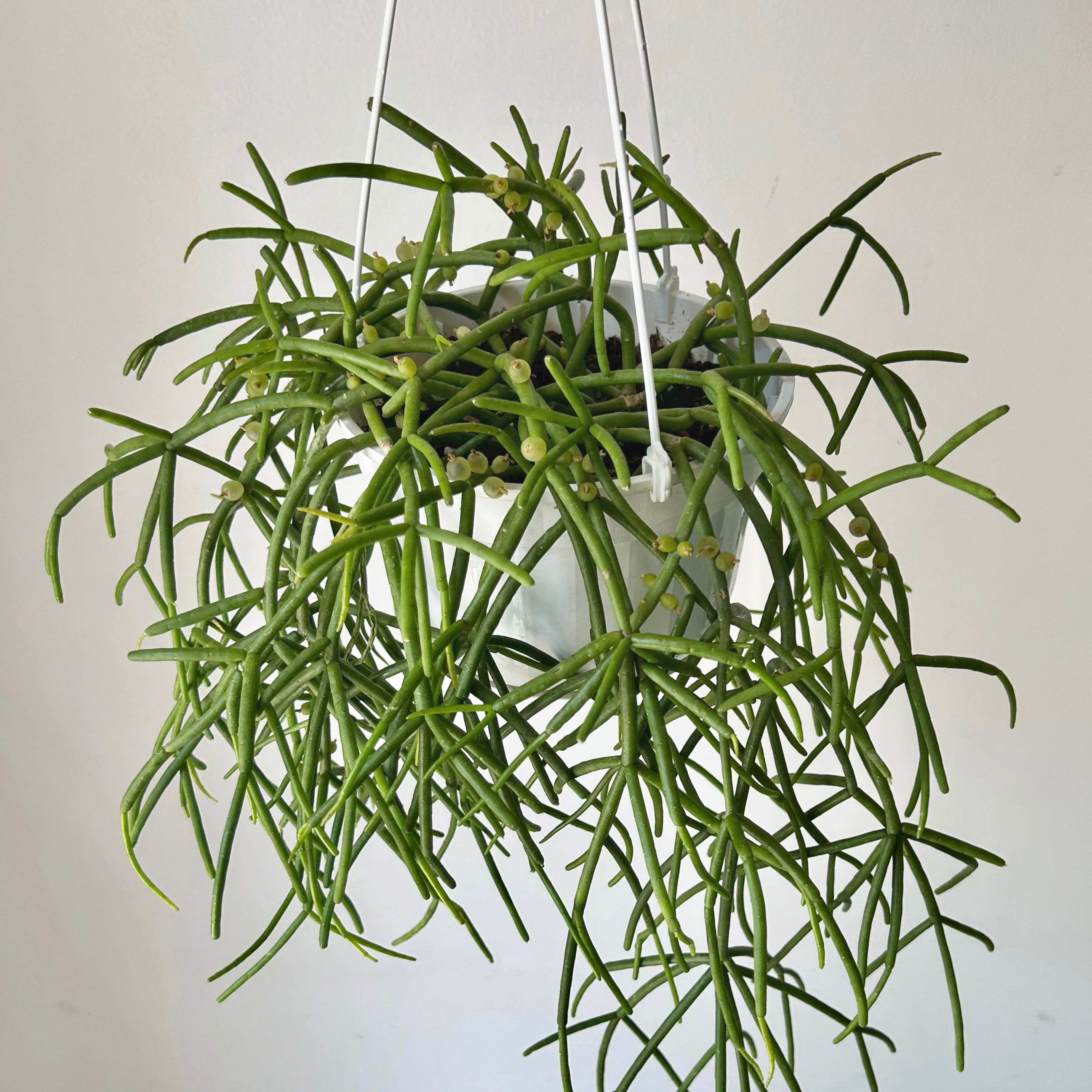 Rhipsalis heteroclada 6” hanging basket