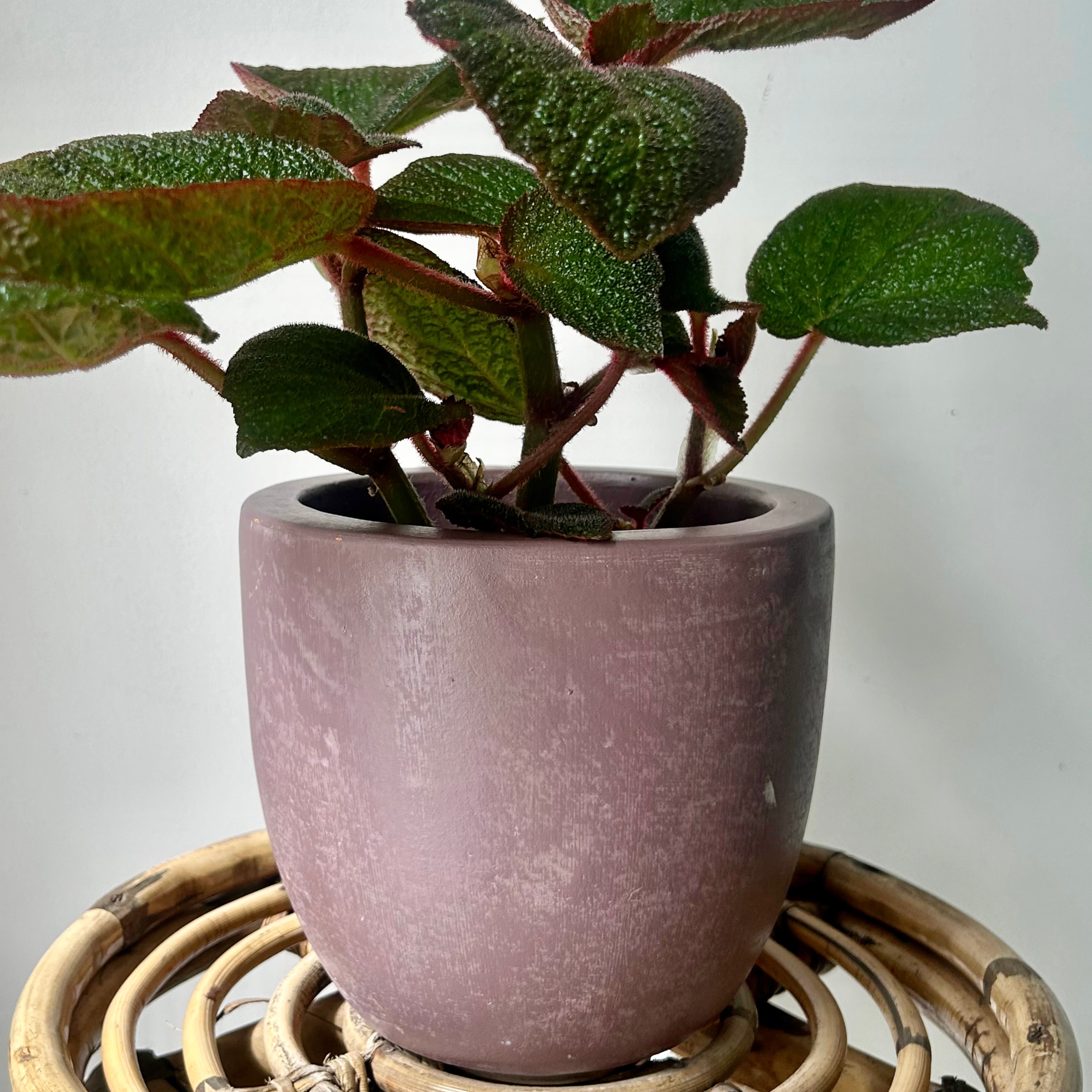 SIMCOE Dusty Rose Planter (5.25”x6”)