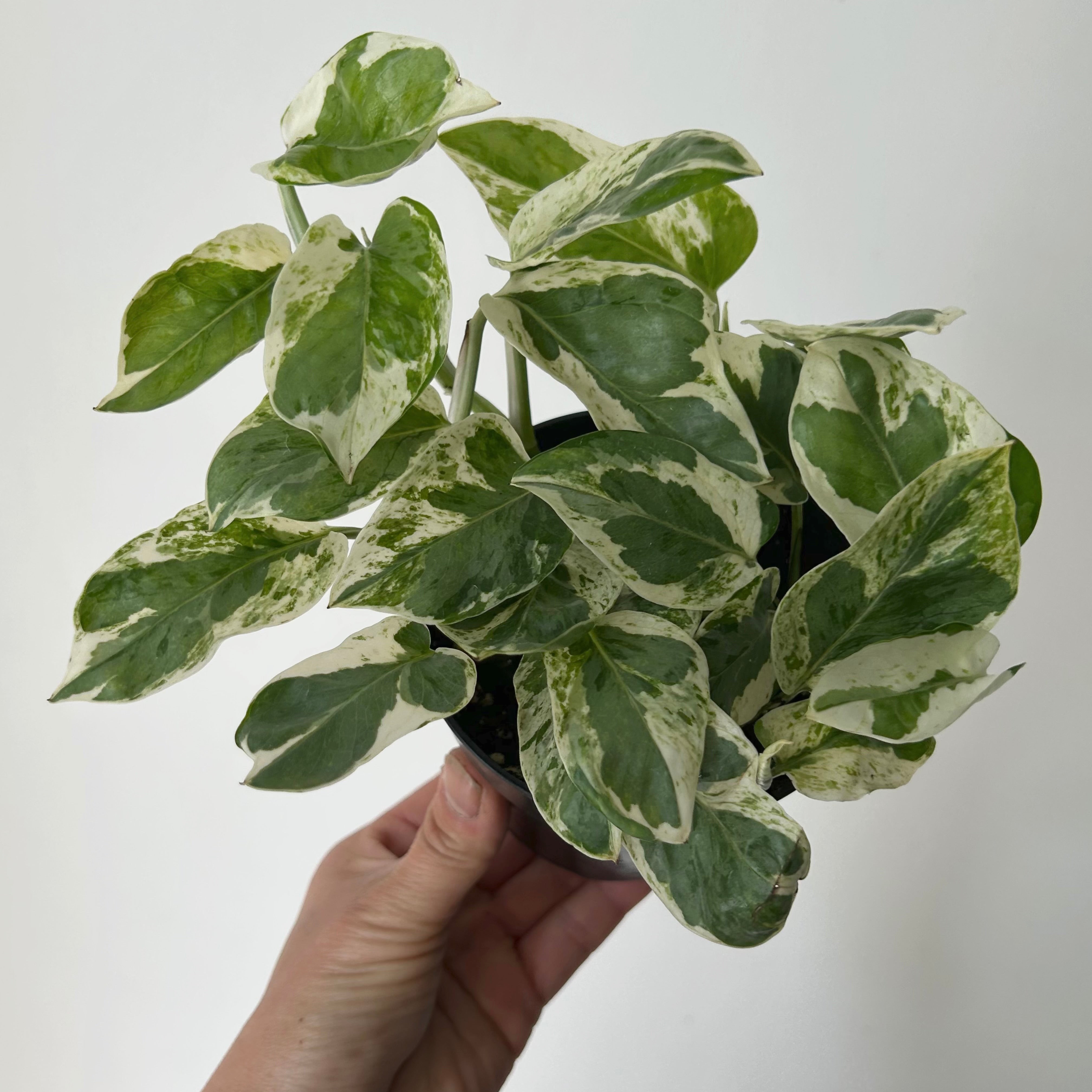 Pothos “Pearl and Jade” 4”pot